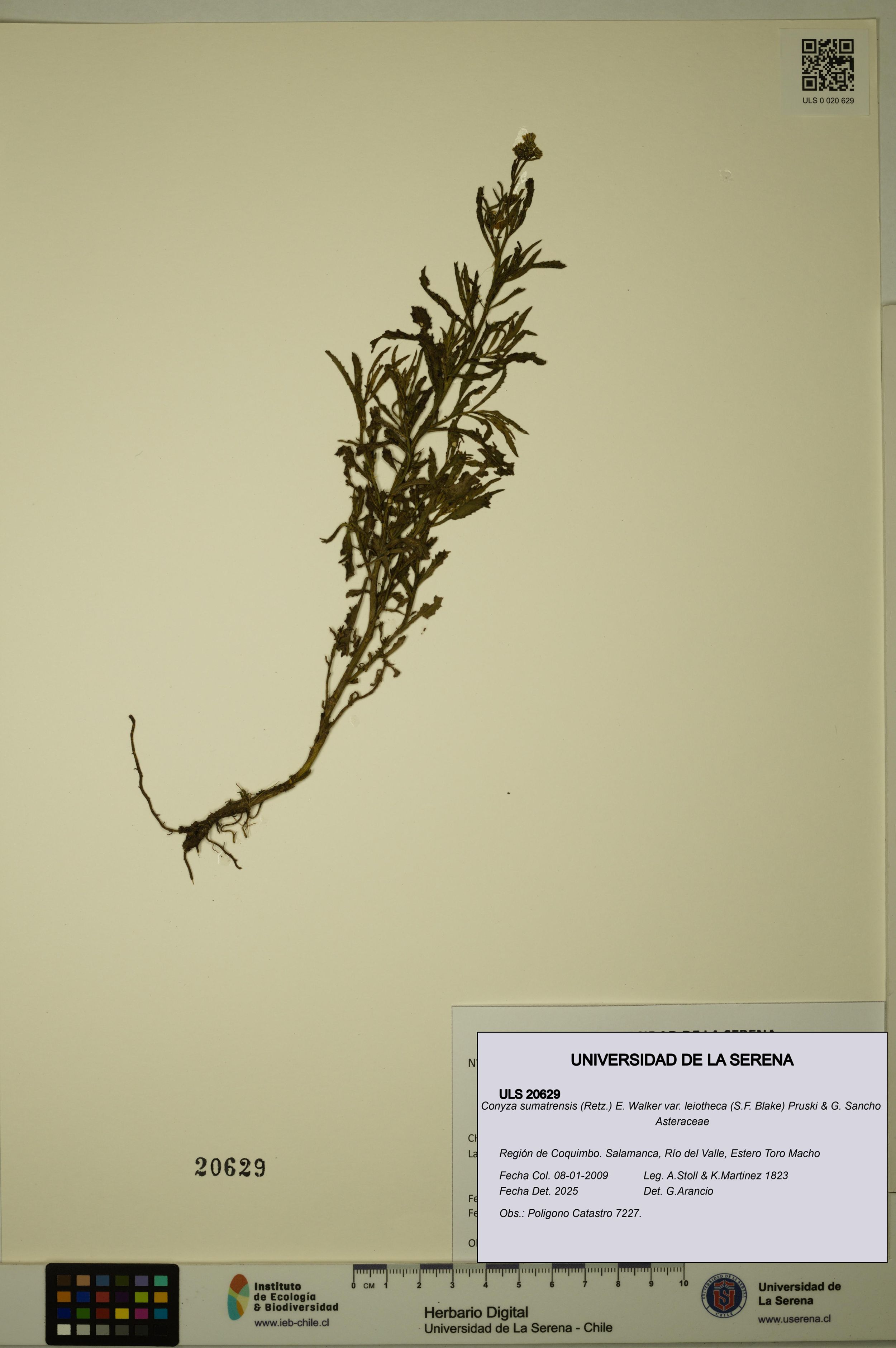 Conyza sumatrensis var. leiotheca [Espécimen: ]