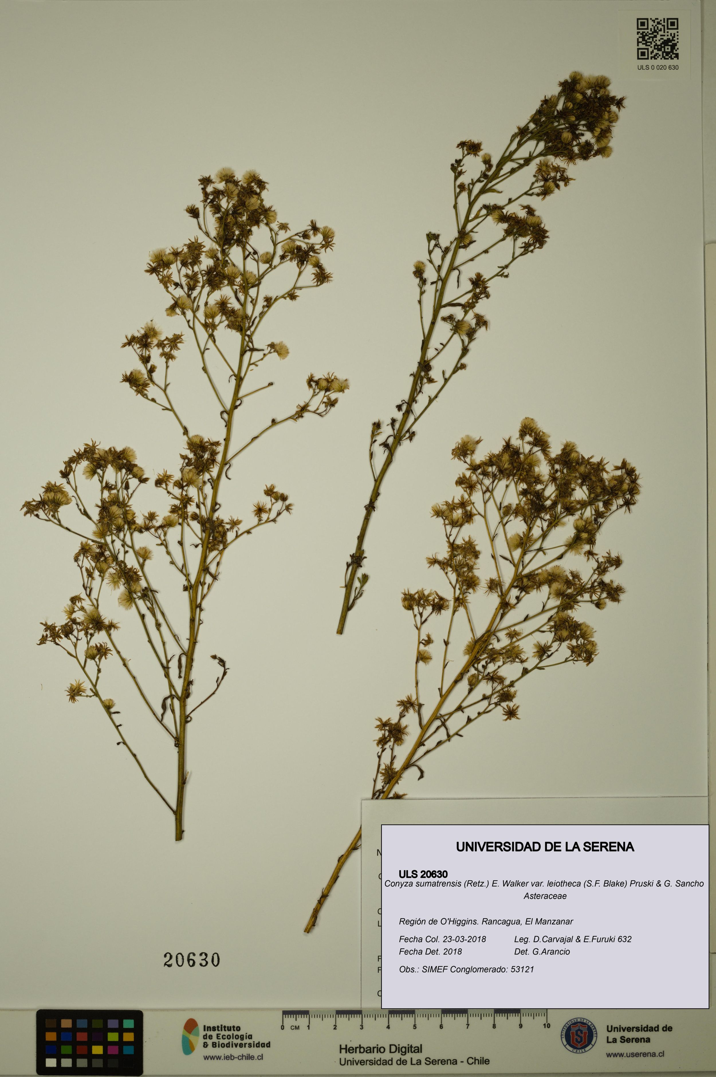 Conyza sumatrensis var. leiotheca [Espécimen: ]