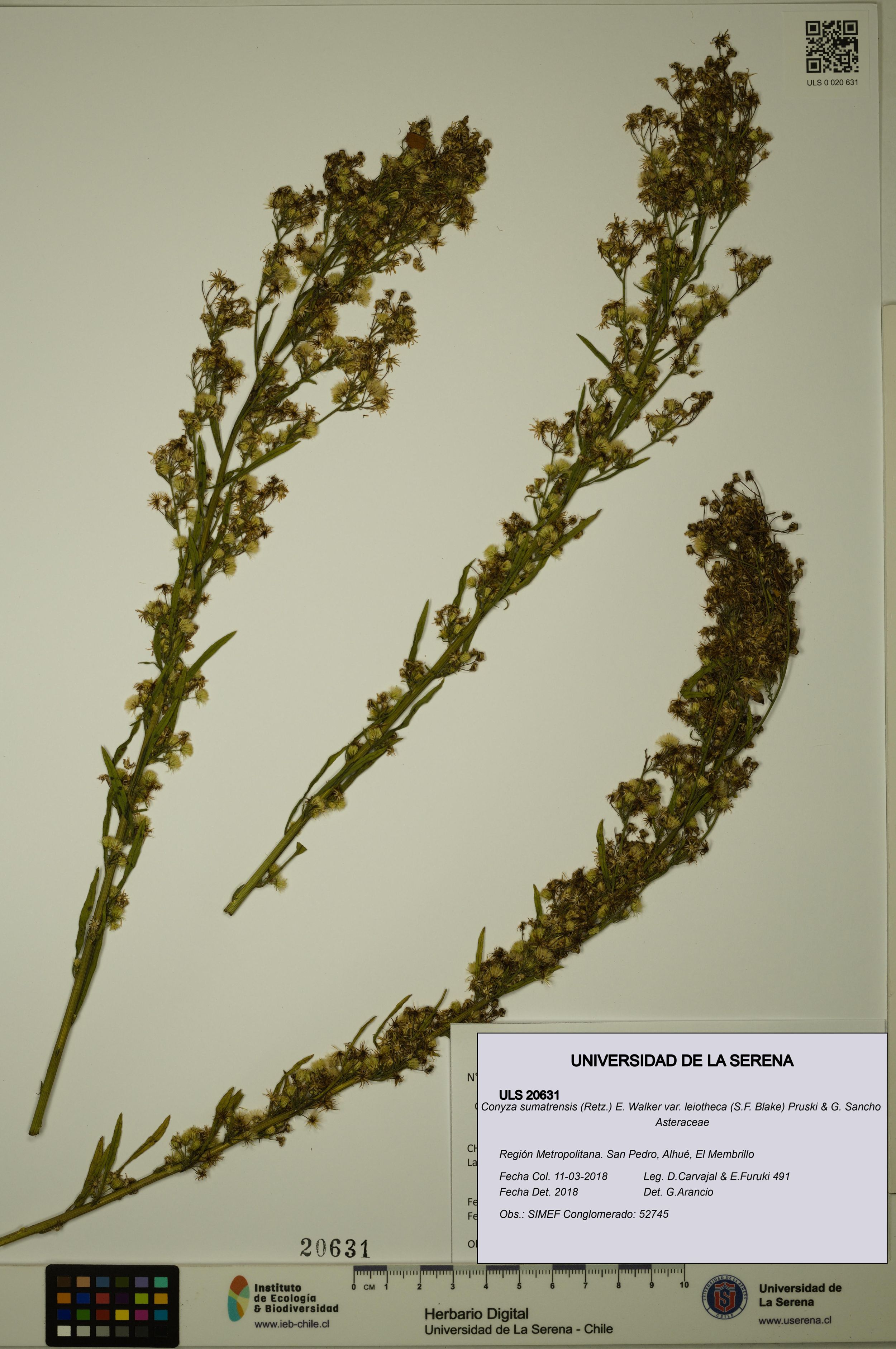 Conyza sumatrensis var. leiotheca [Espécimen: ]
