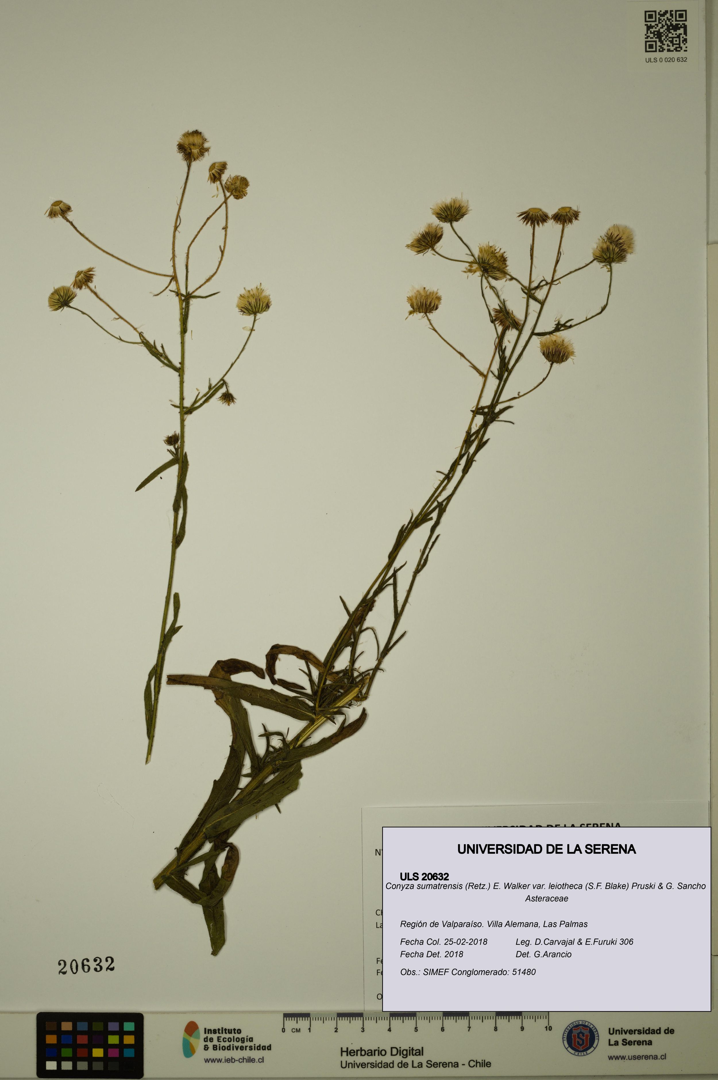 Conyza sumatrensis var. leiotheca [Espécimen: ]