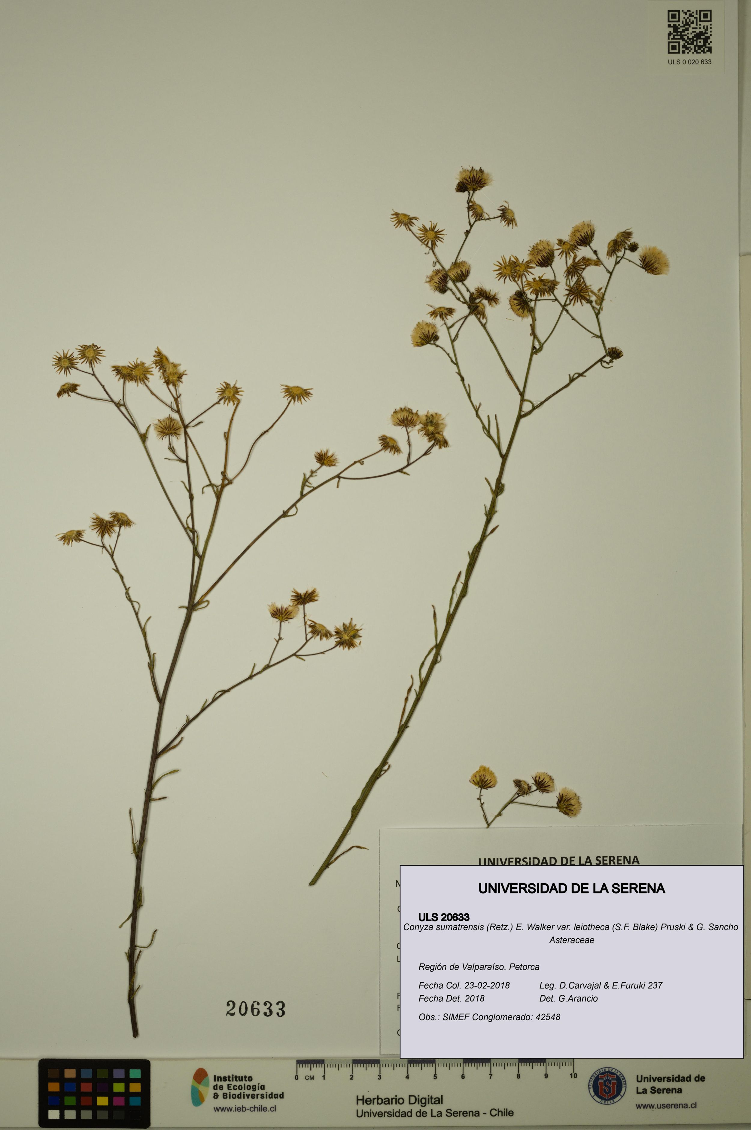 Conyza sumatrensis var. leiotheca [Espécimen: ]