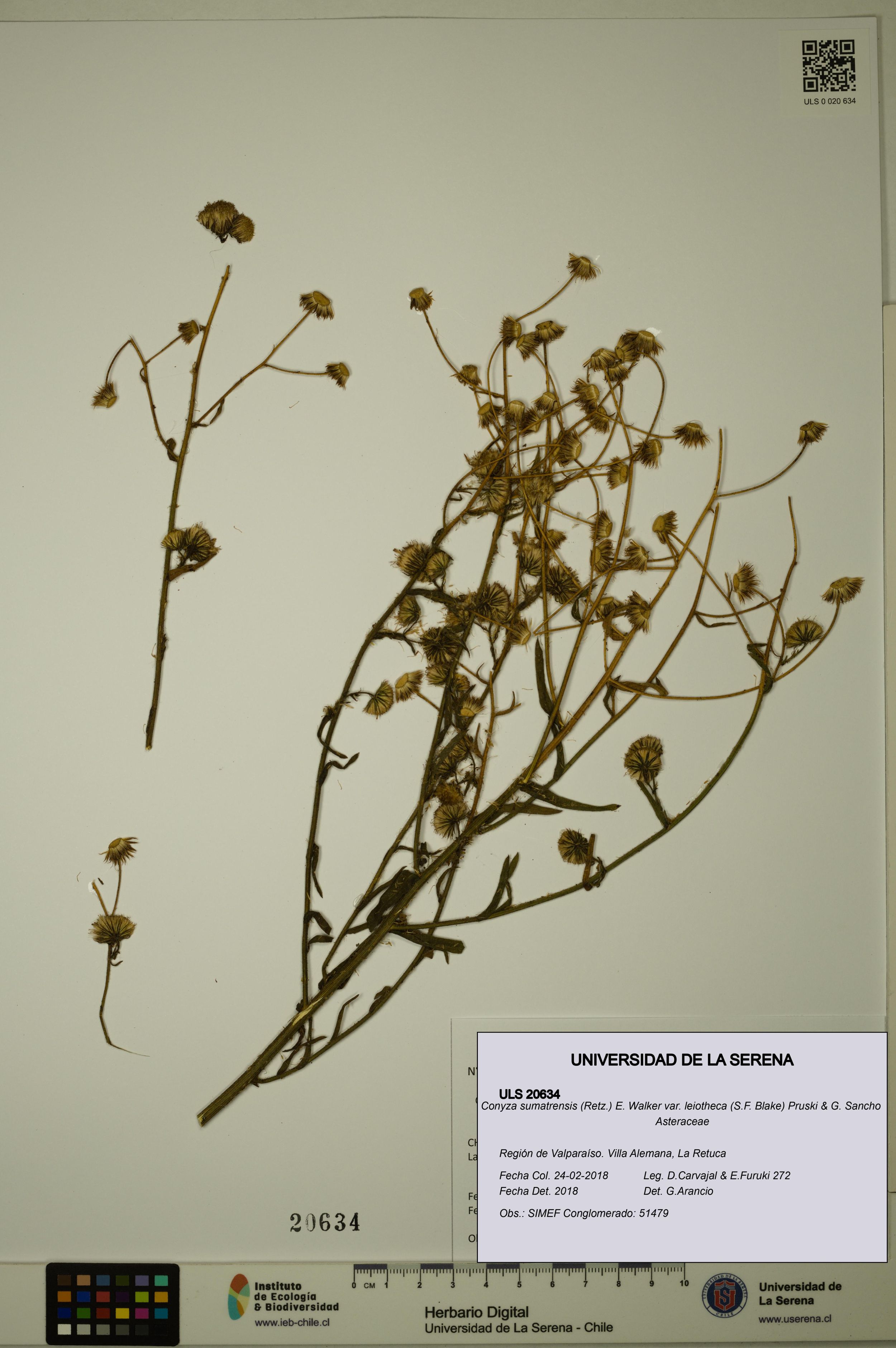 Conyza sumatrensis var. leiotheca [Espécimen: ]
