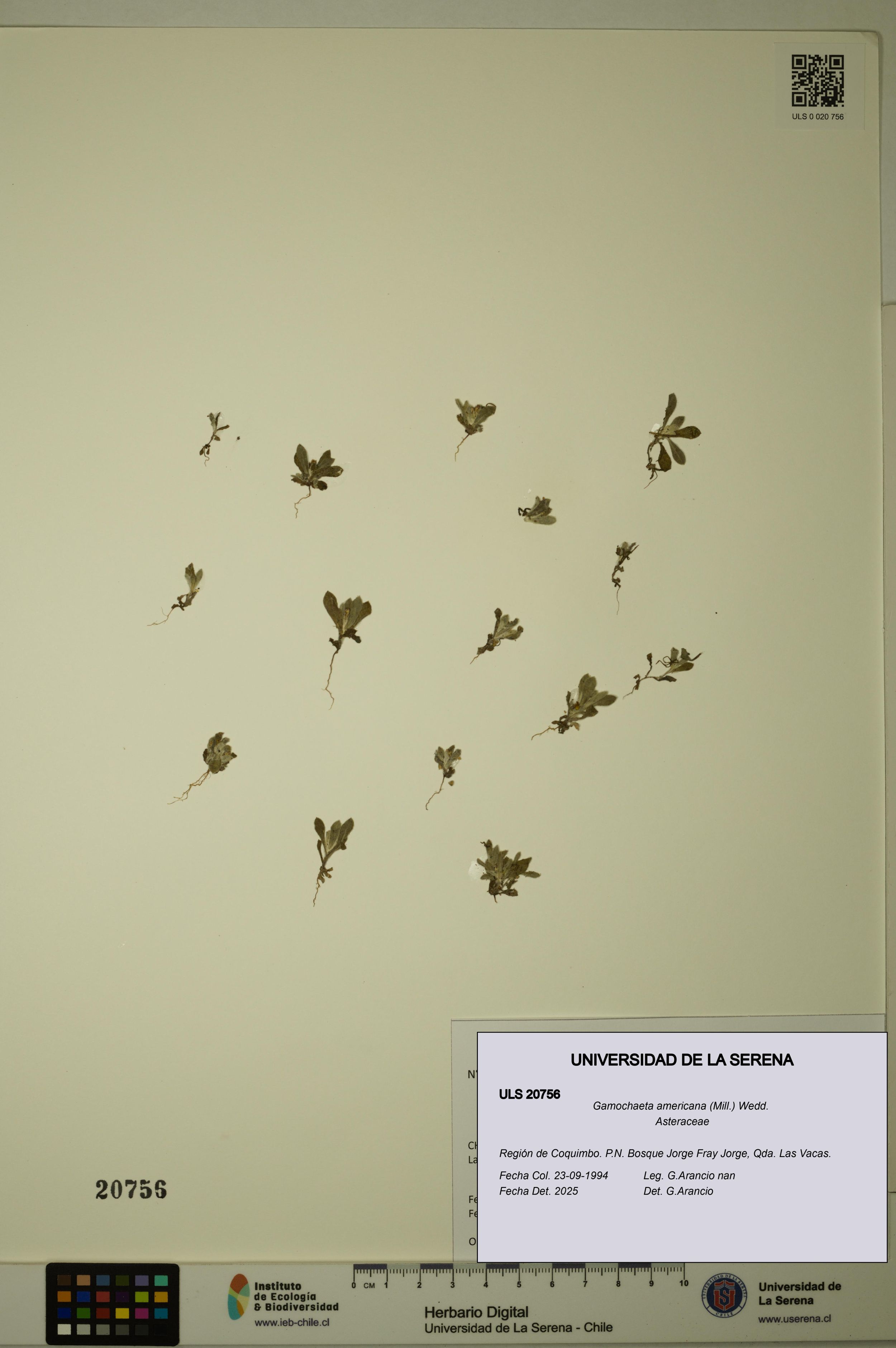 Gamochaeta americana [Espécimen: ]
