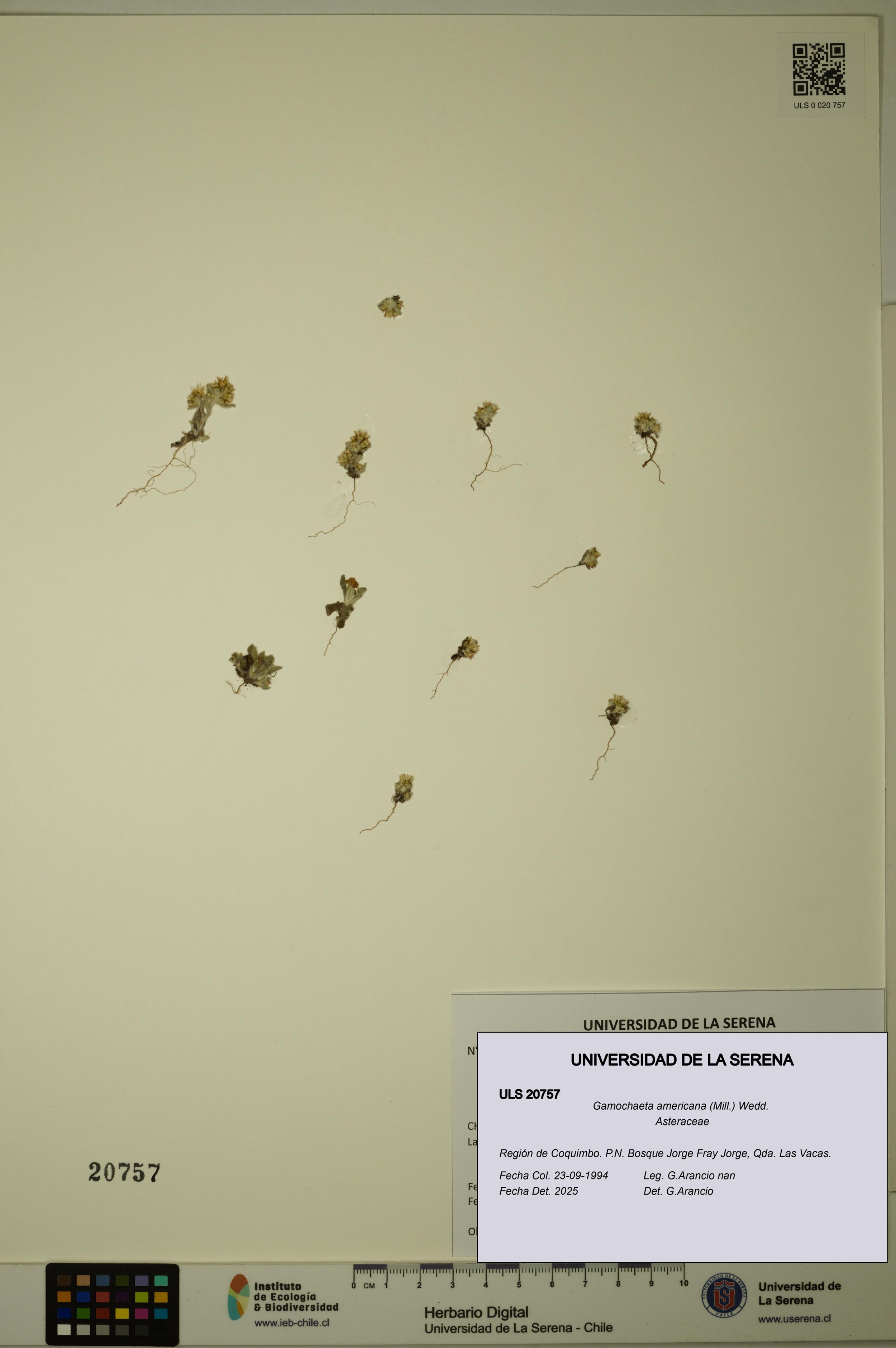 Gamochaeta americana [Espécimen: ]