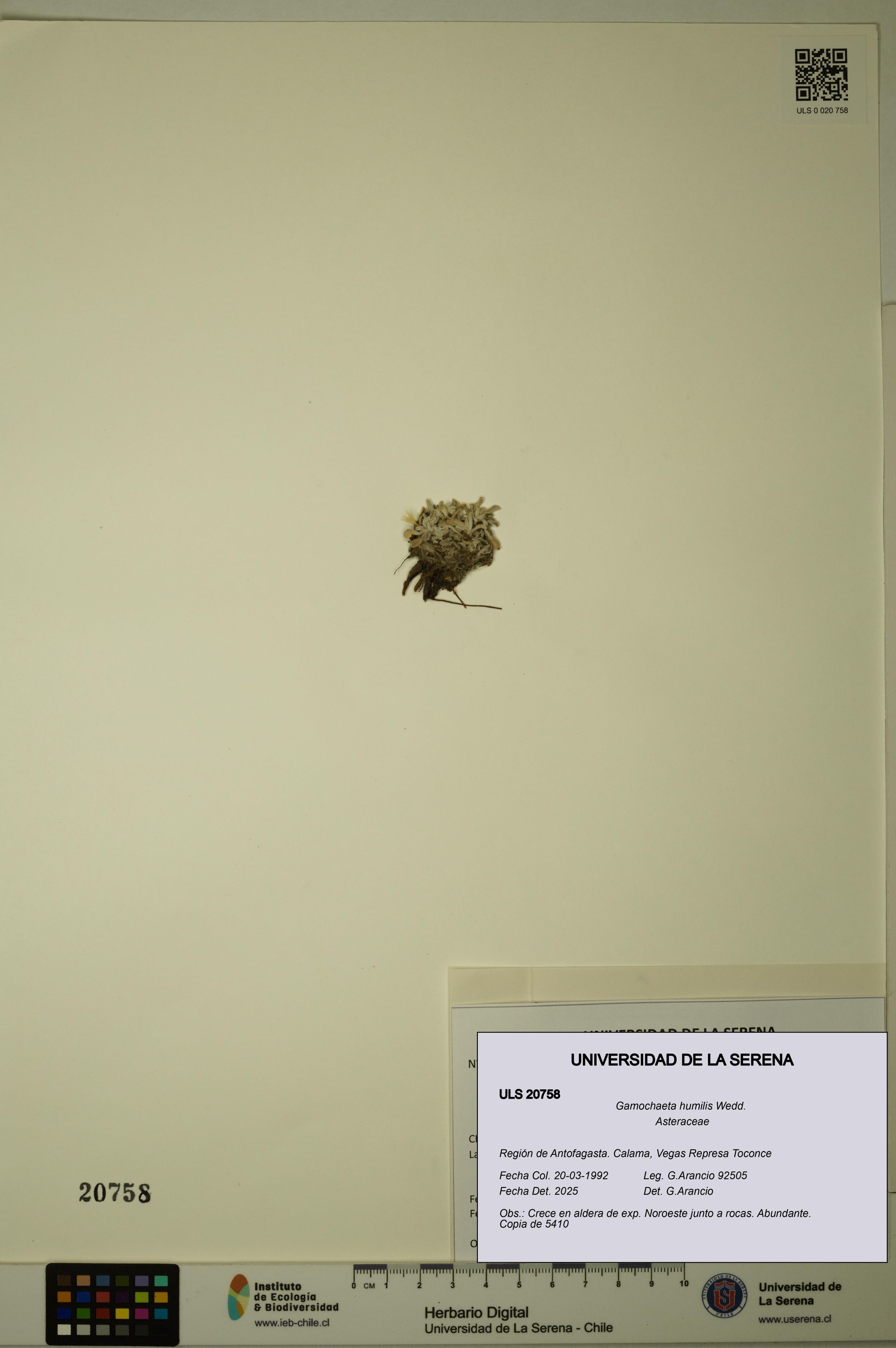 Gamochaeta humilis [Espécimen: ]