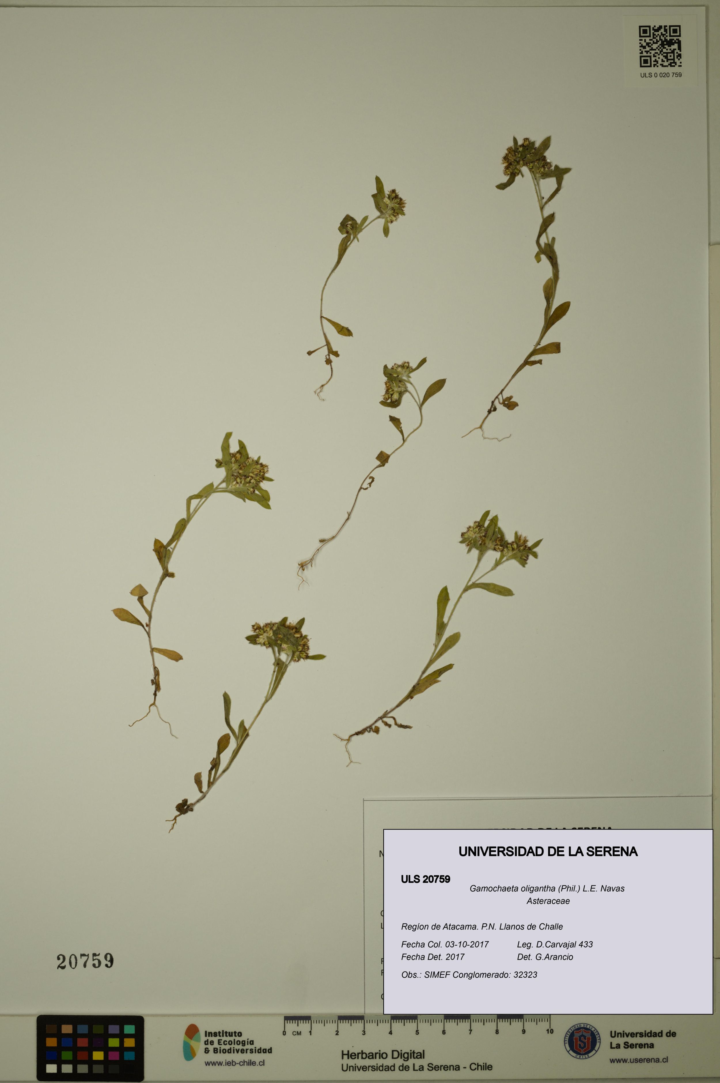 Gamochaeta oligantha [Espécimen: ]