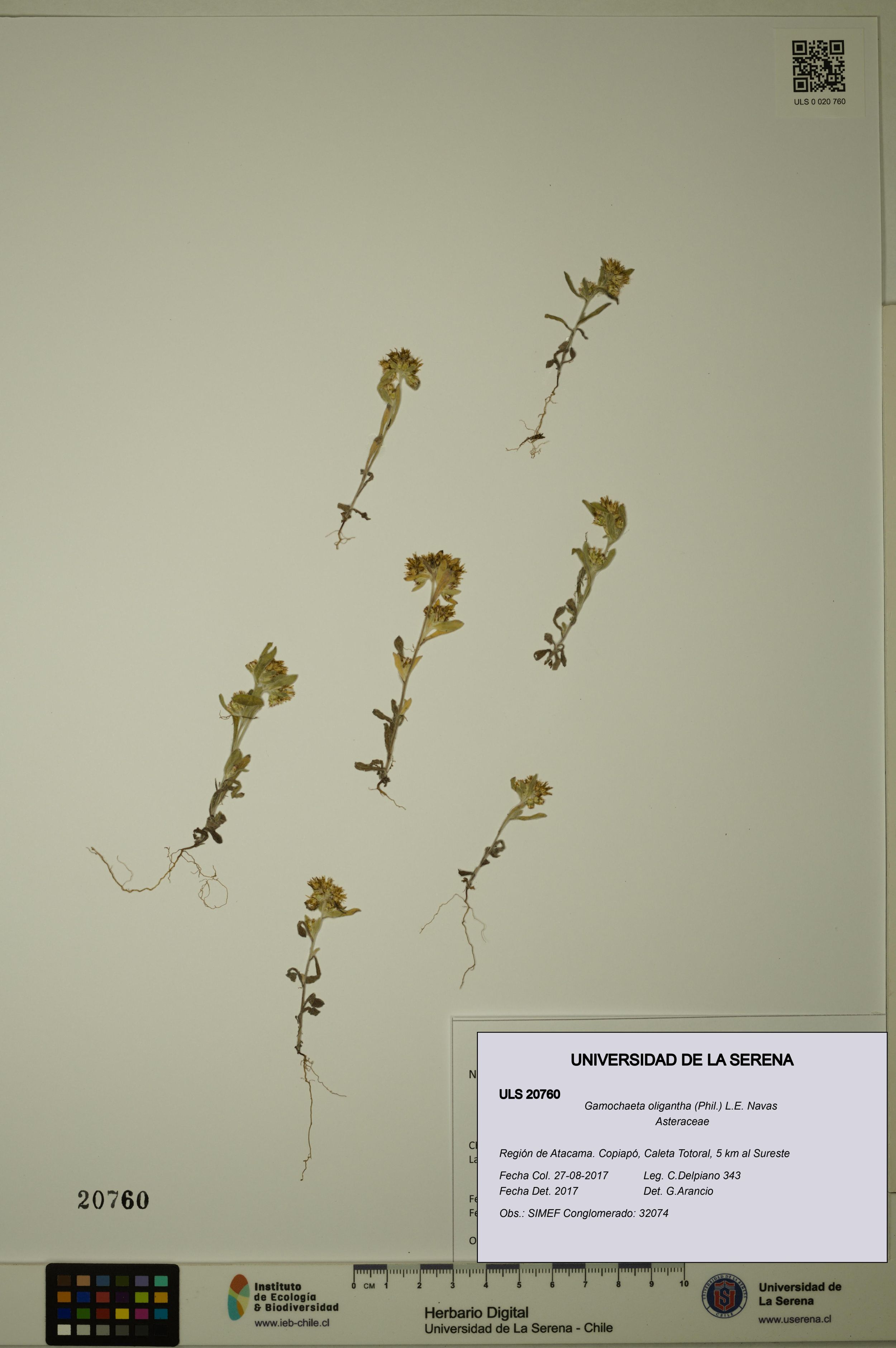 Gamochaeta oligantha [Espécimen: ]