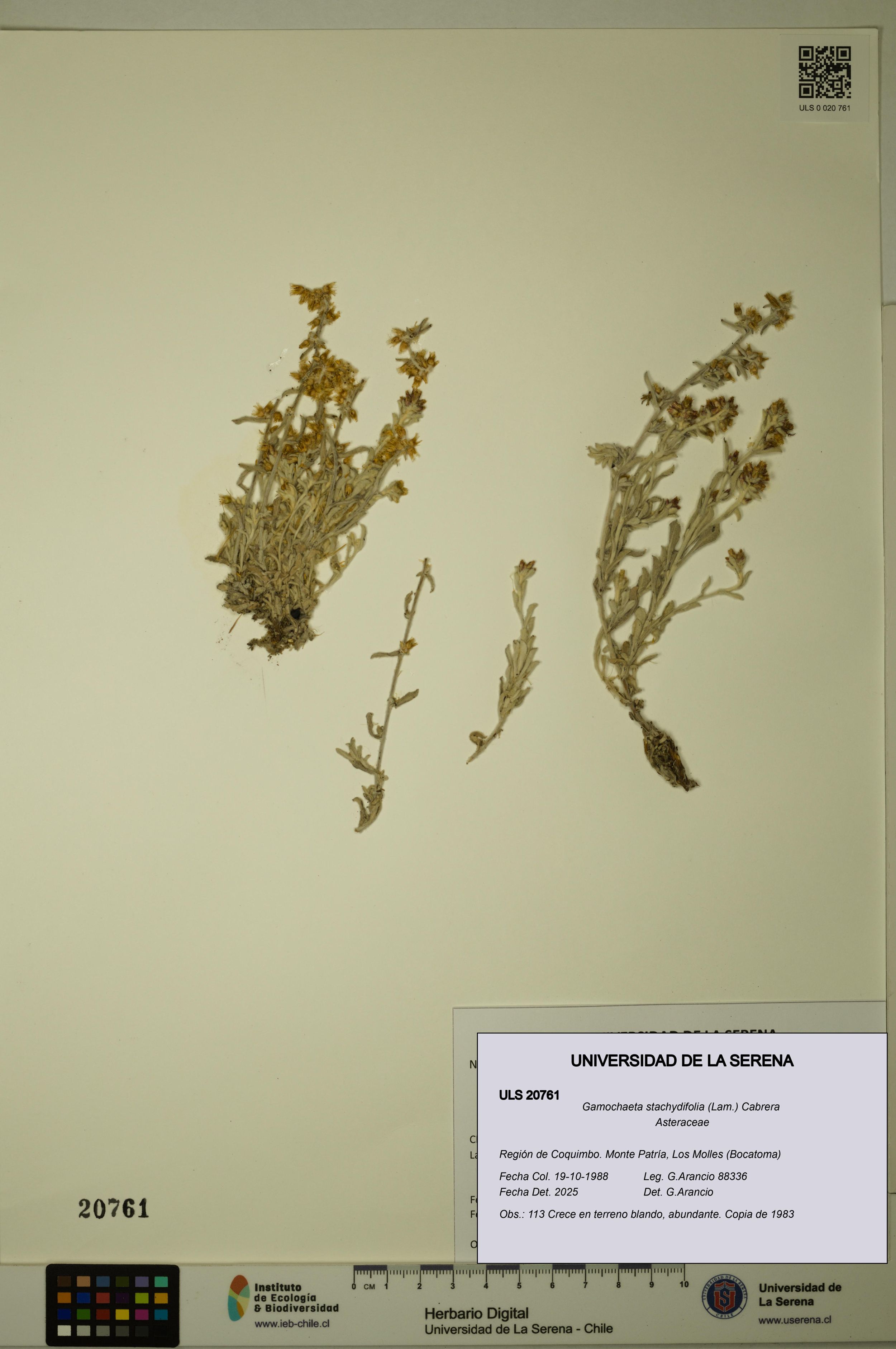 Gamochaeta stachydifolia [Espécimen: ]