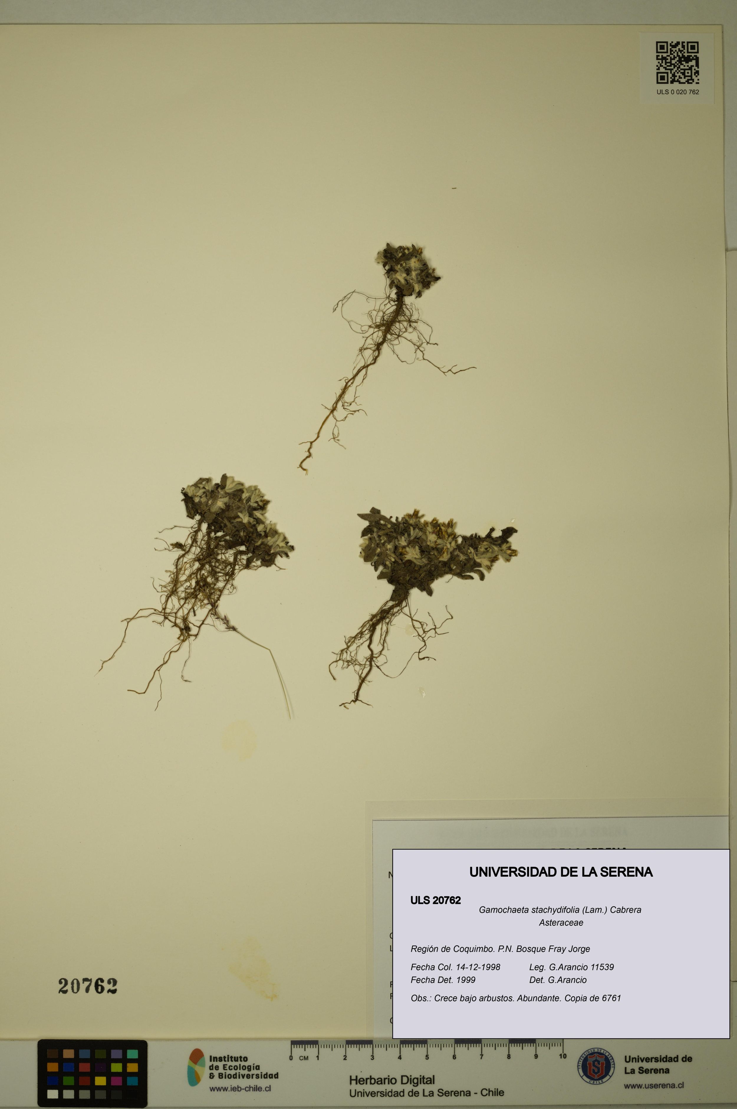 Gamochaeta stachydifolia [Espécimen: ]