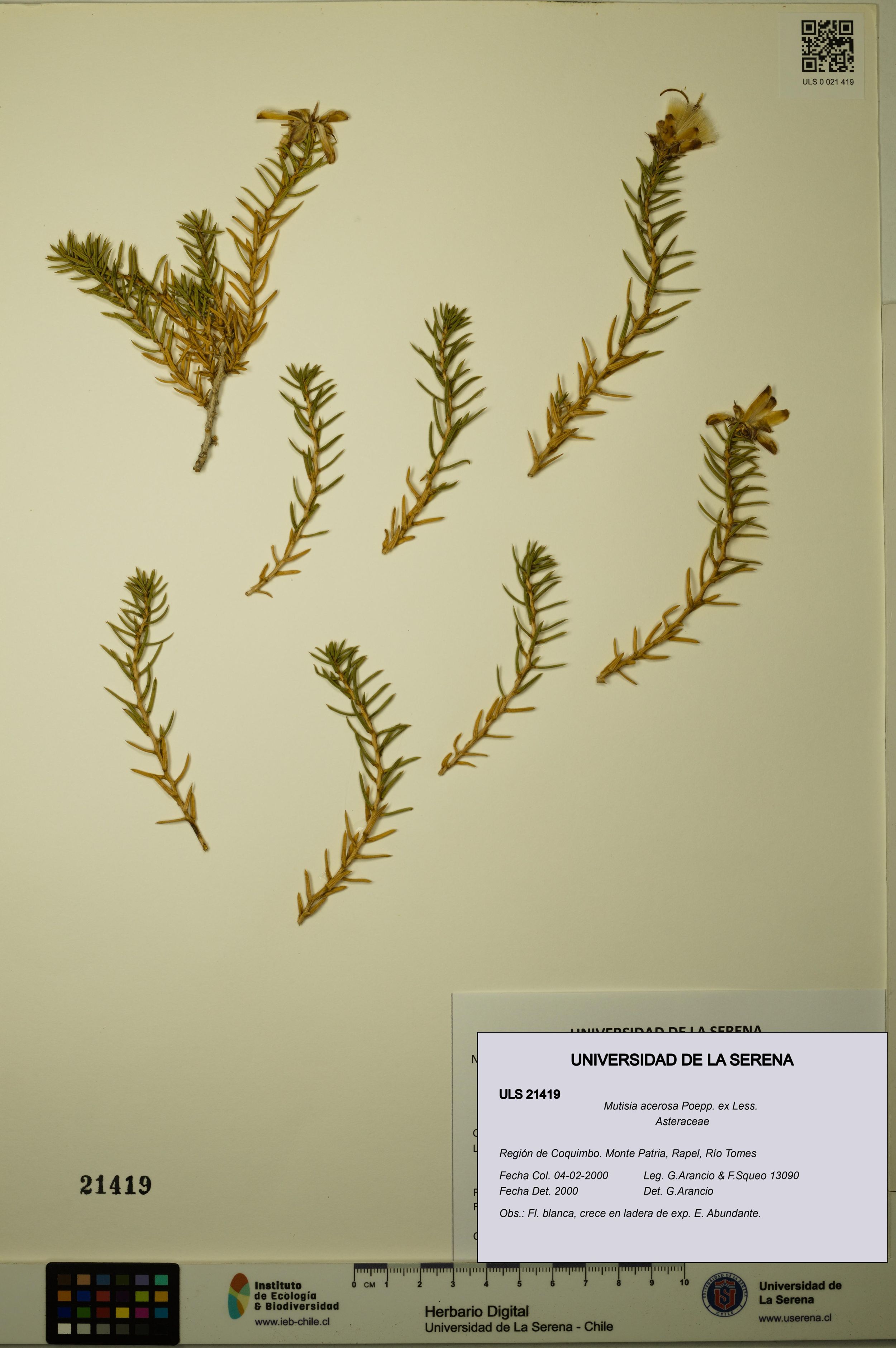 Mutisia acerosa [Espécimen: ]