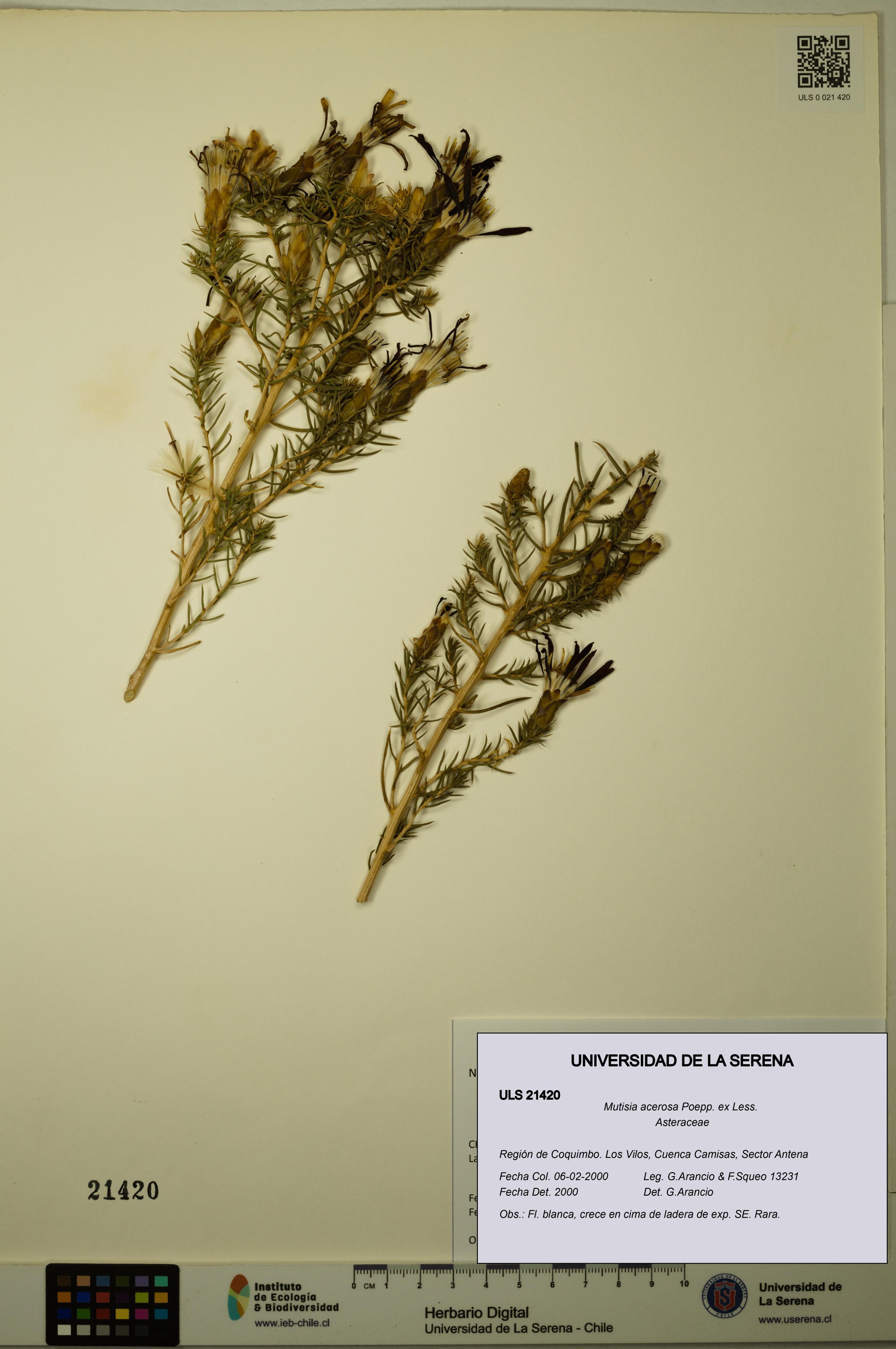 Mutisia acerosa [Espécimen: ]