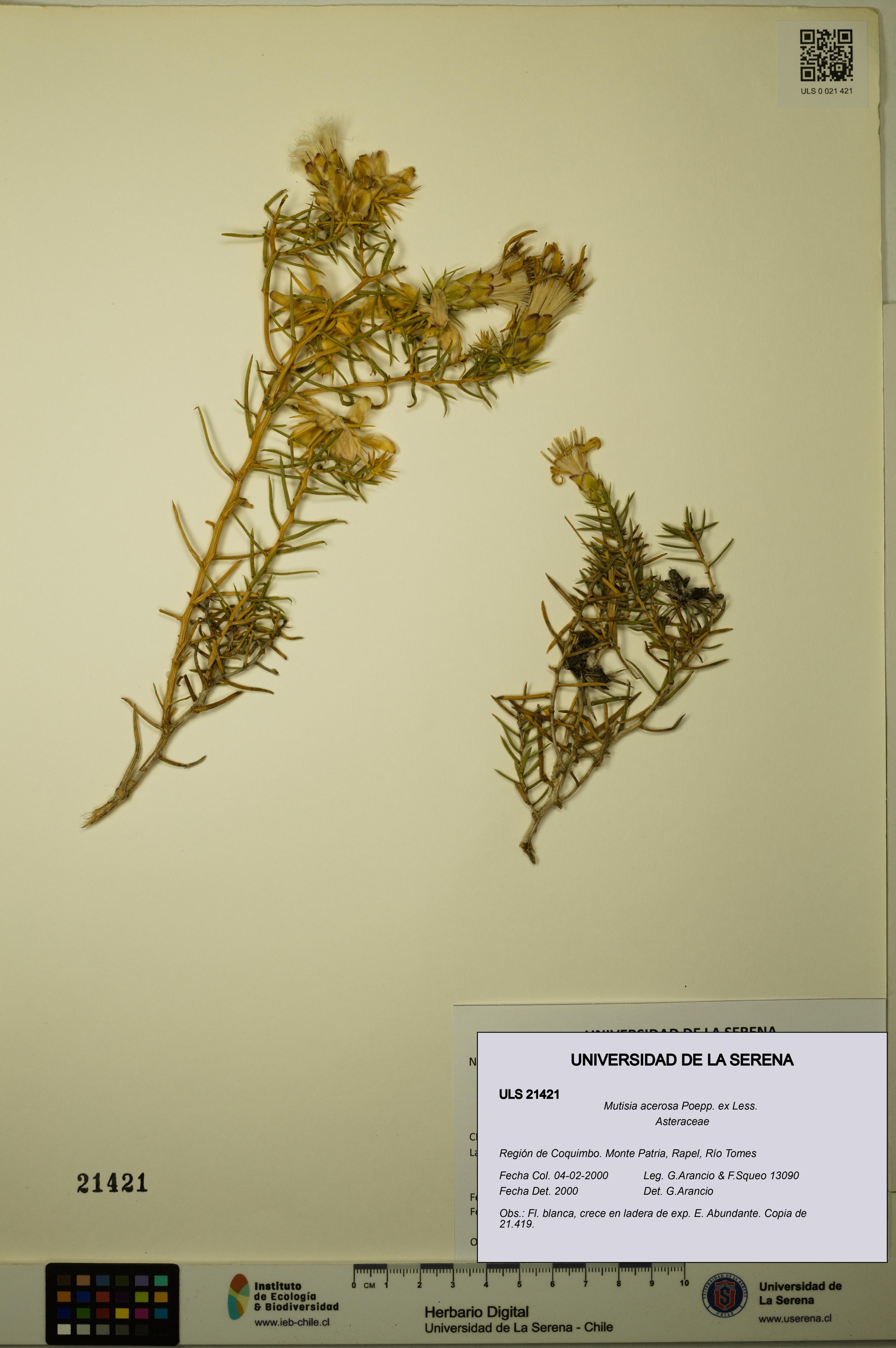Mutisia acerosa [Espécimen: ]