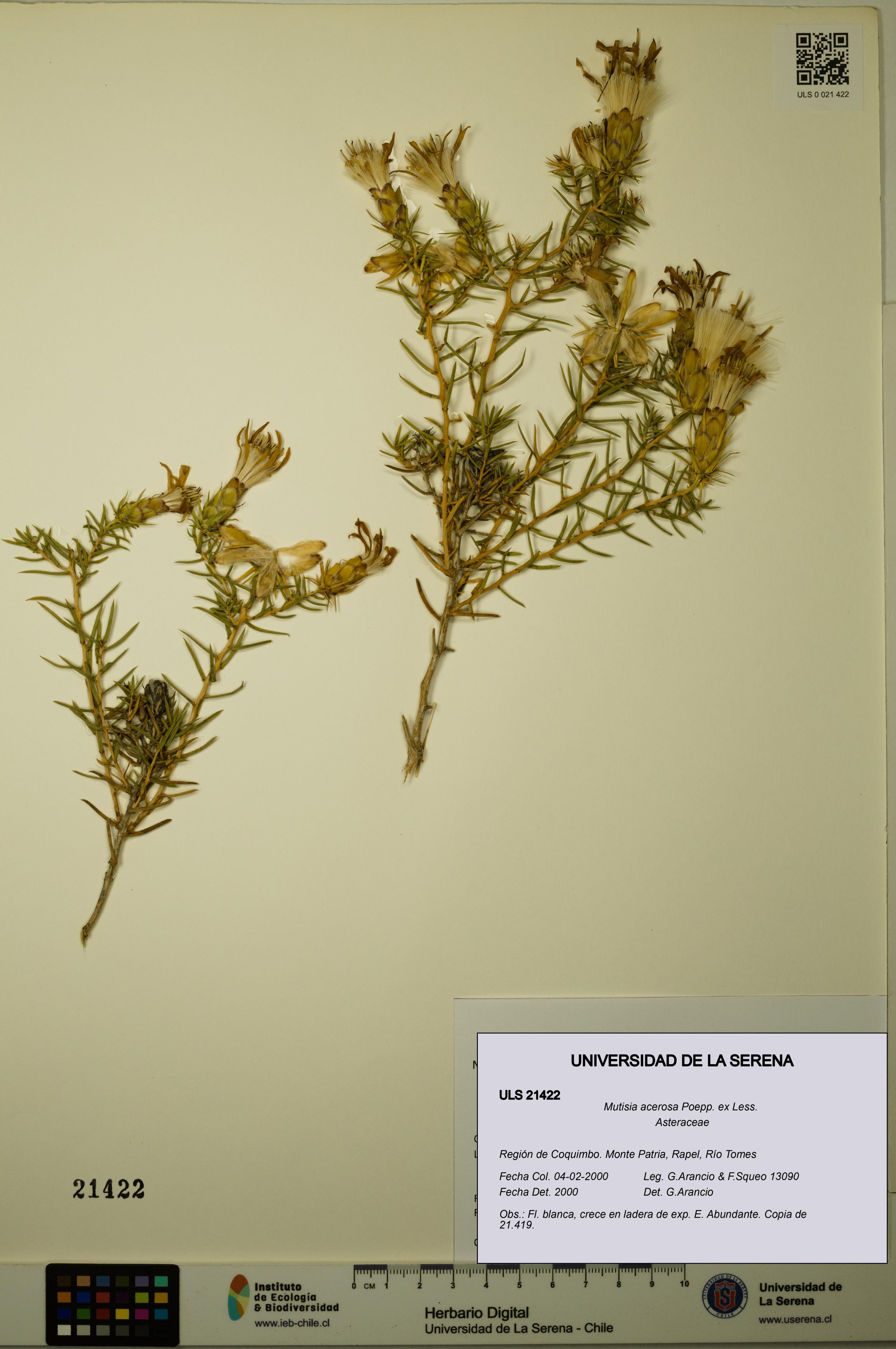 Mutisia acerosa [Espécimen: ]