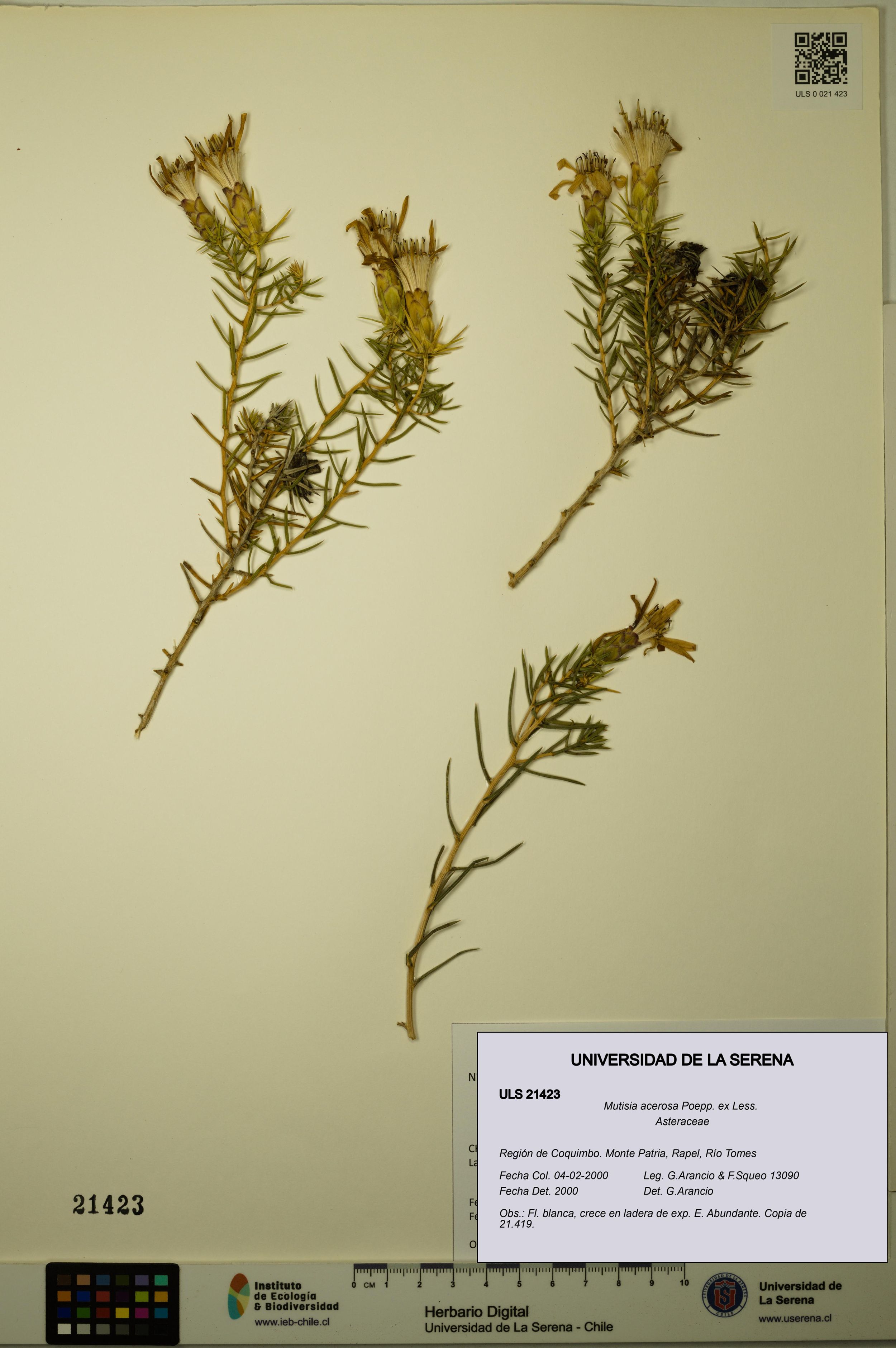 Mutisia acerosa [Espécimen: ]