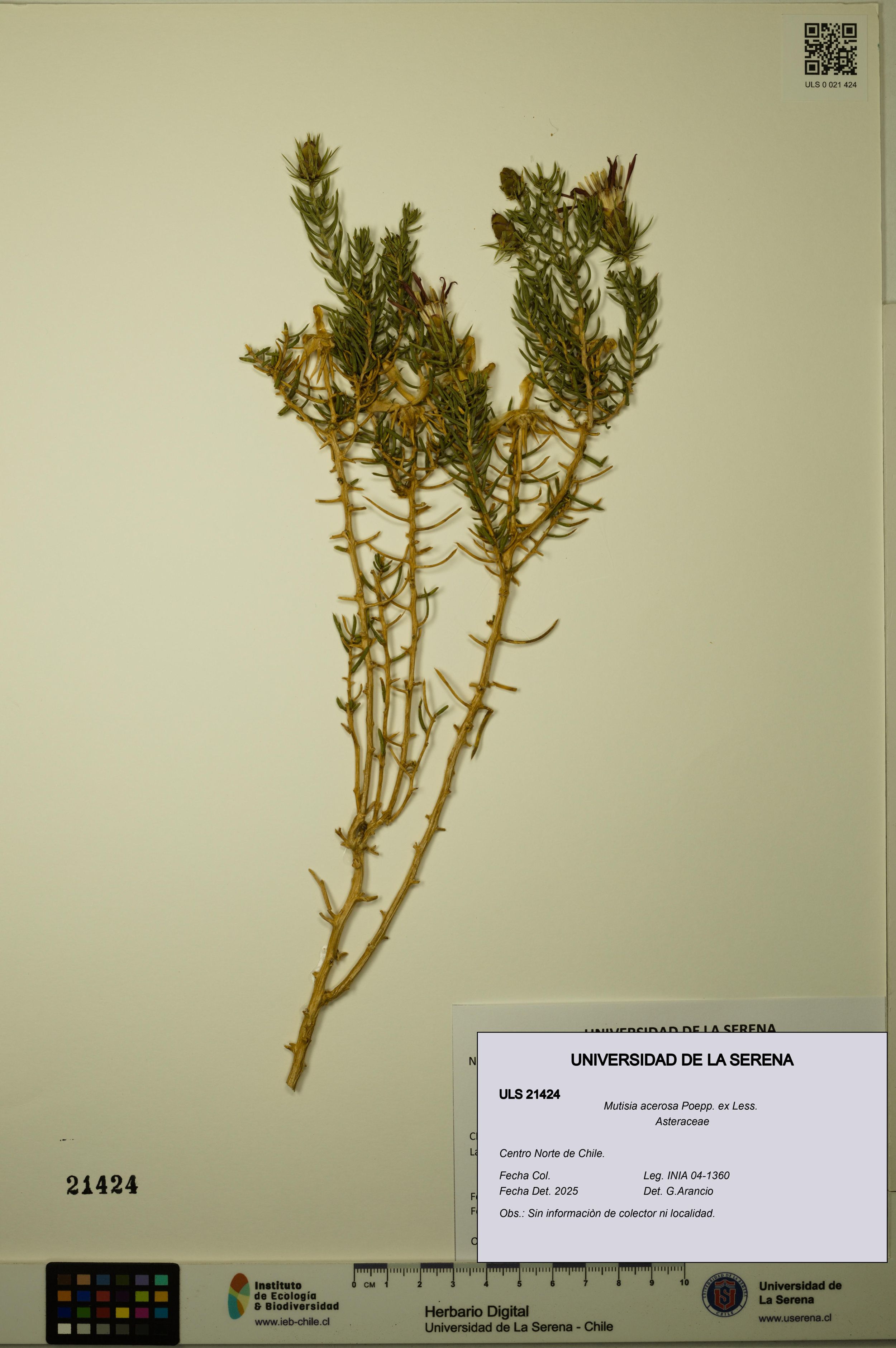 Mutisia acerosa [Espécimen: ]