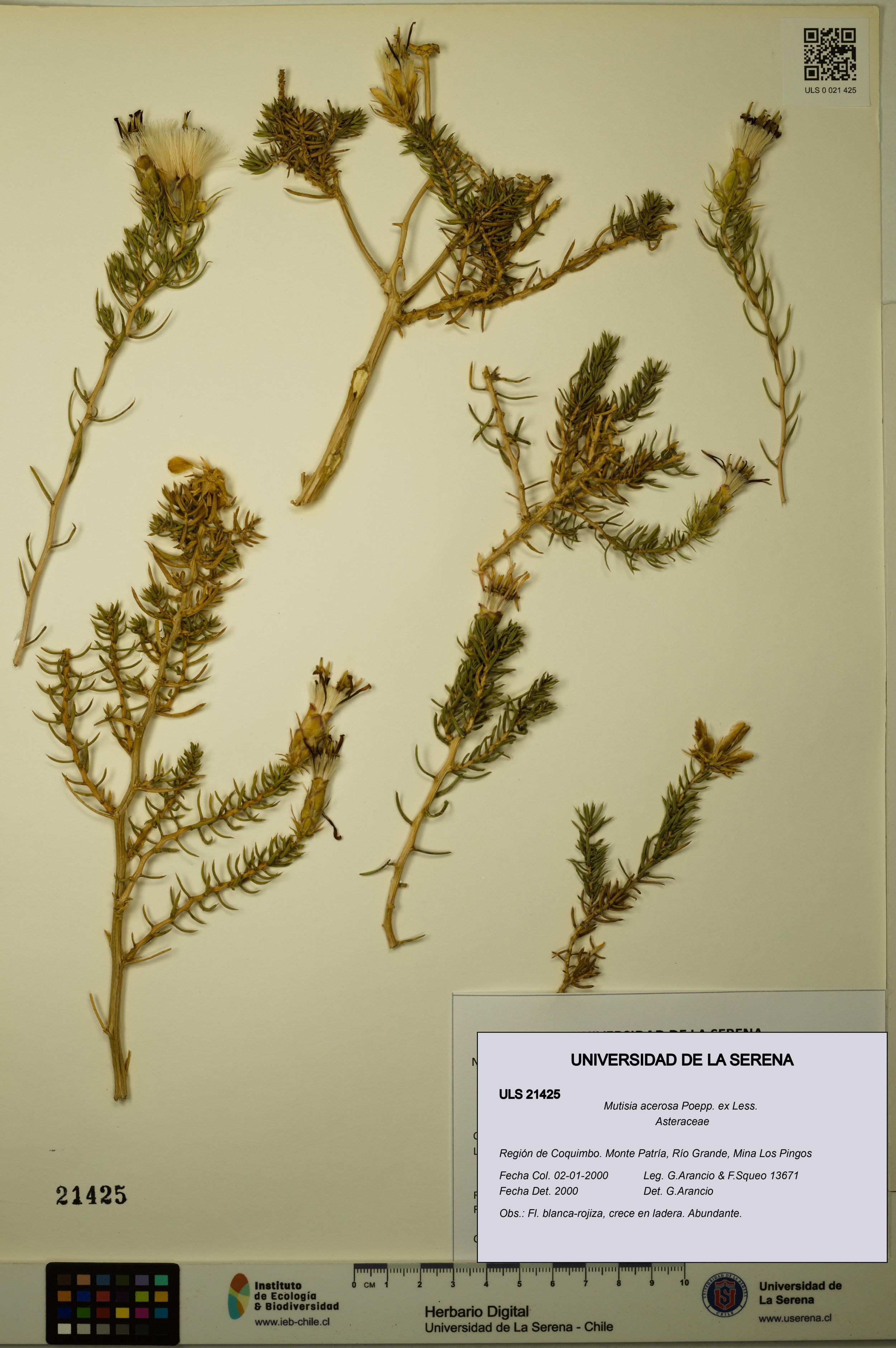 Mutisia acerosa [Espécimen: ]