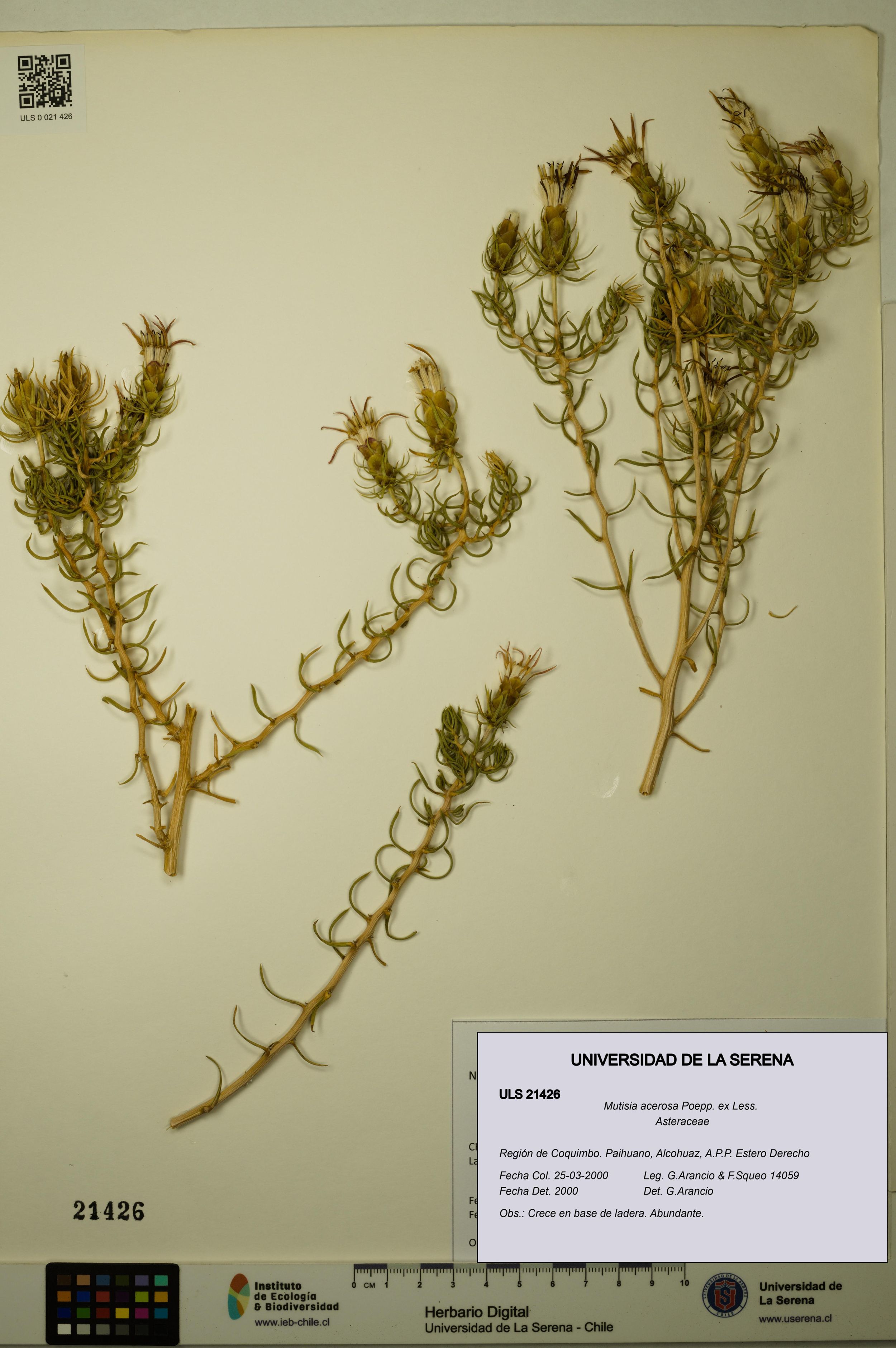 Mutisia acerosa [Espécimen: ]