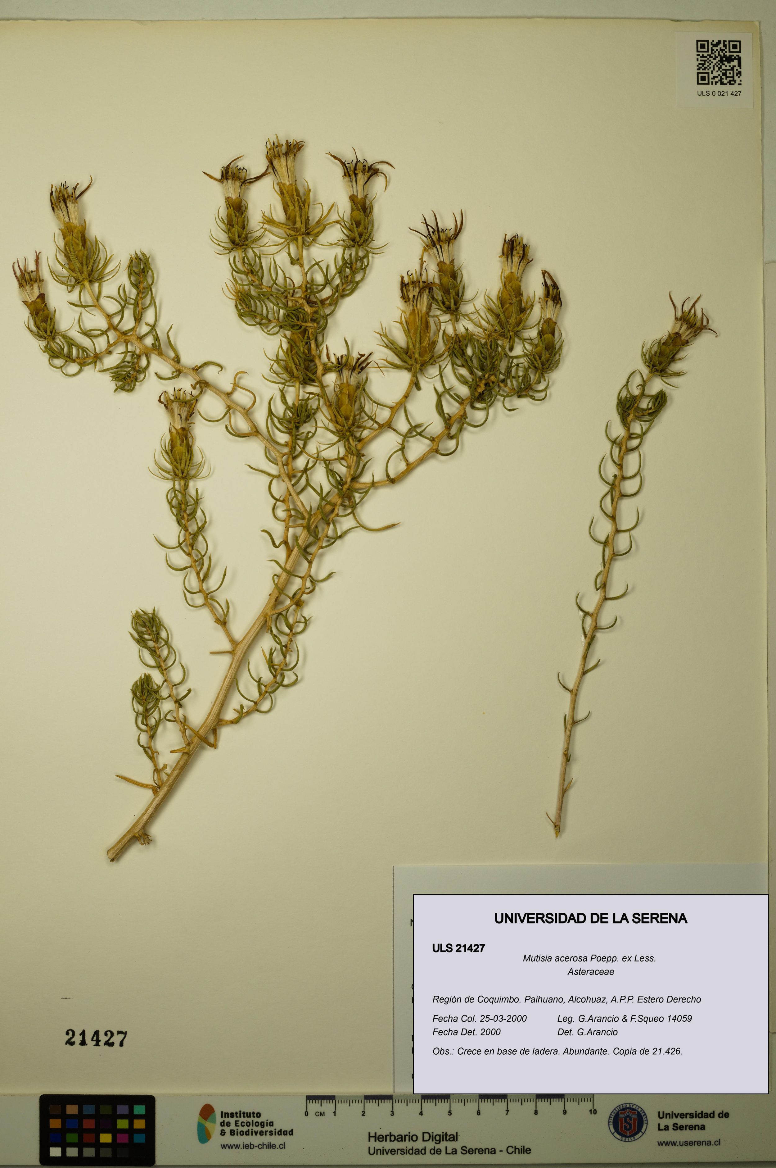 Mutisia acerosa [Espécimen: ]