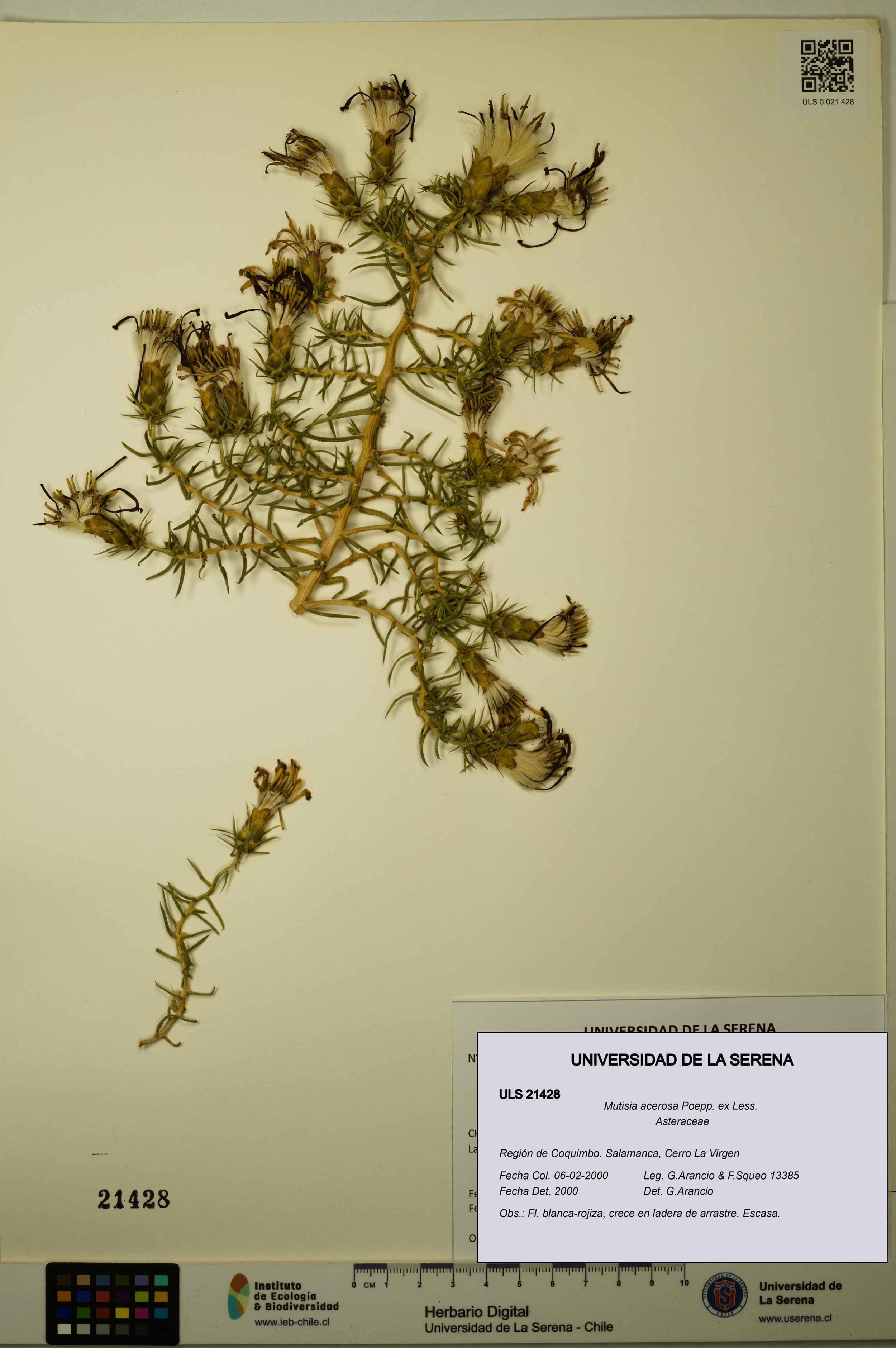 Mutisia acerosa [Espécimen: ]