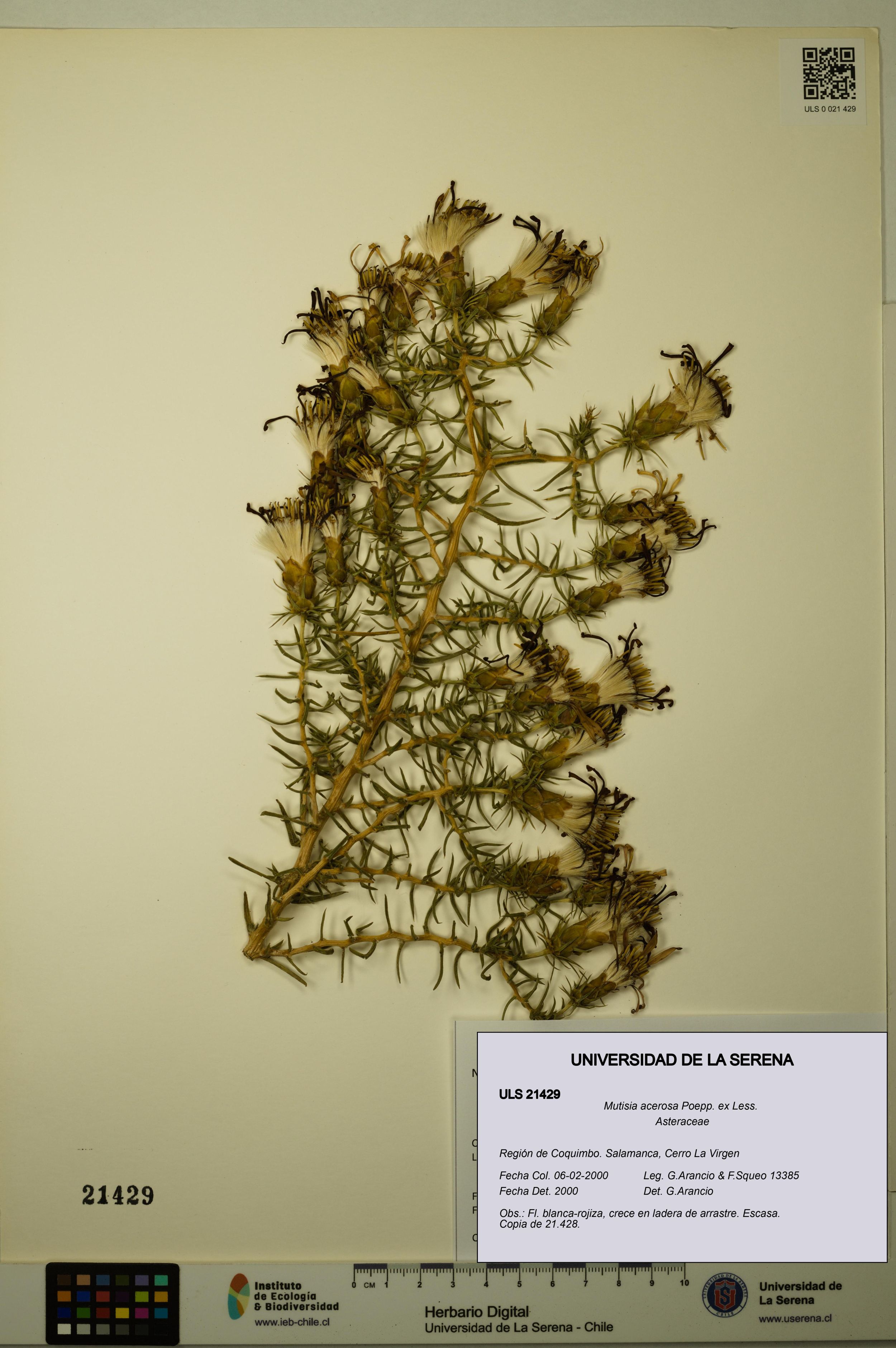 Mutisia acerosa [Espécimen: ]