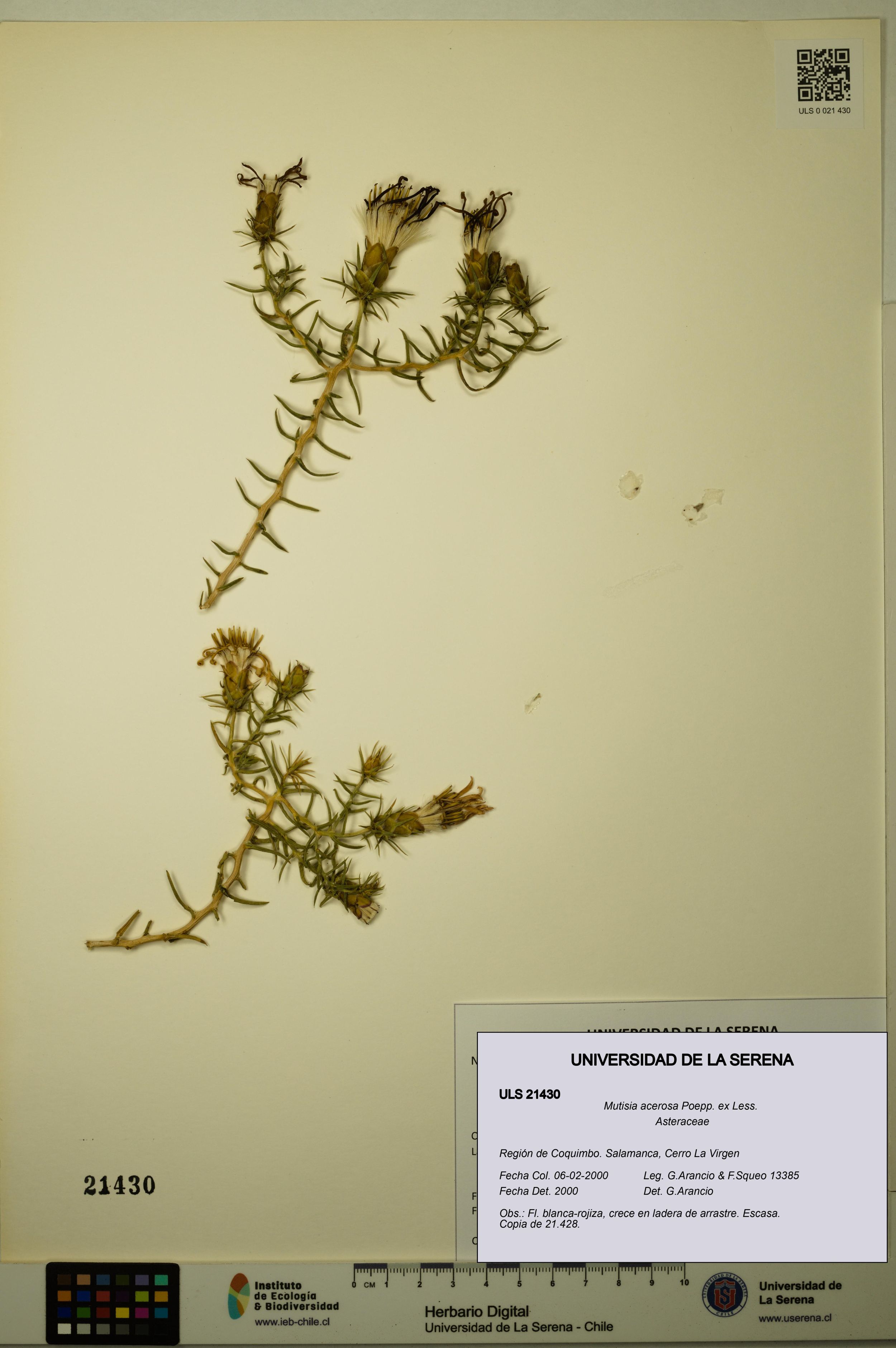 Mutisia acerosa [Espécimen: ]