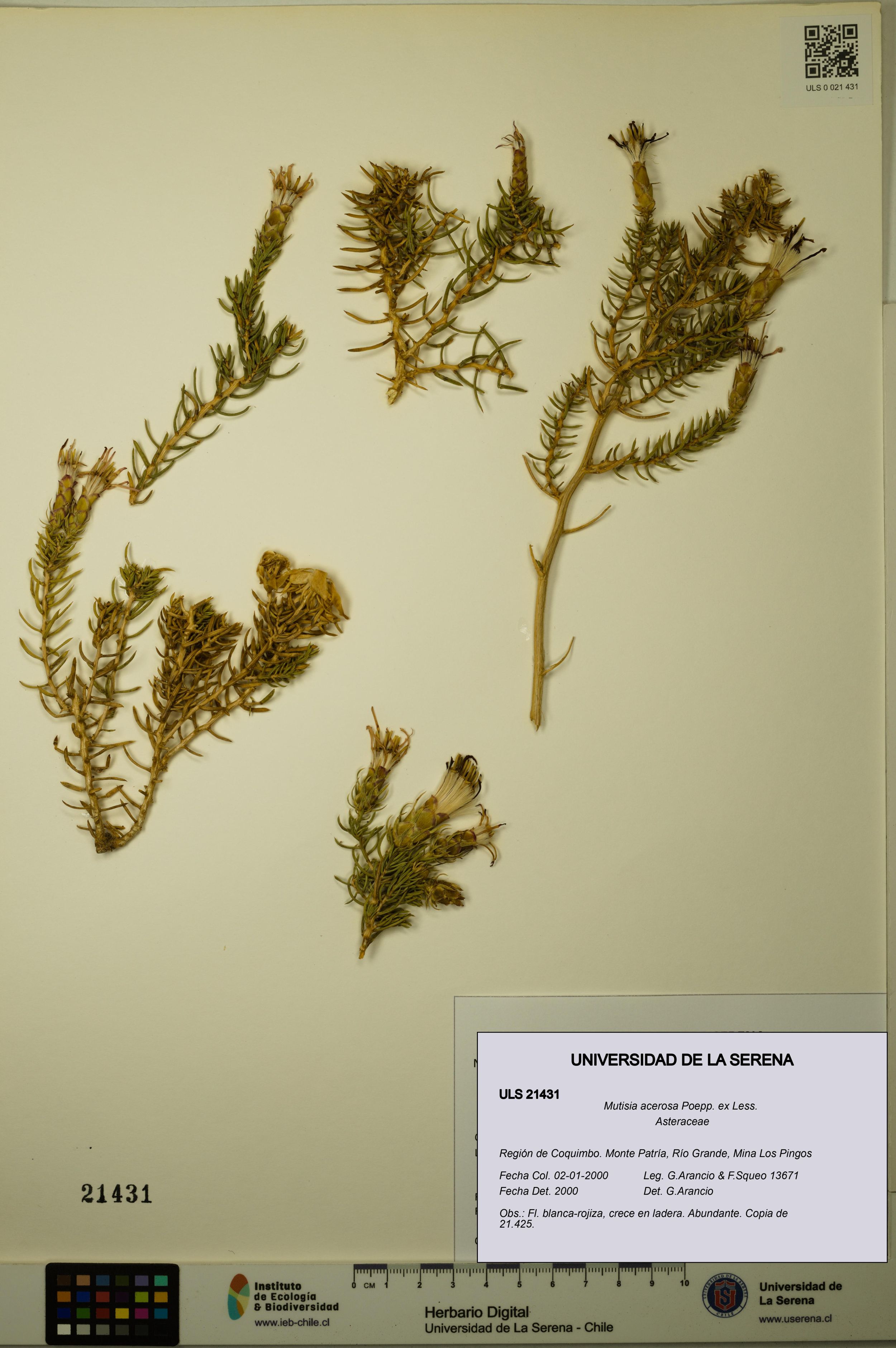 Mutisia acerosa [Espécimen: ]