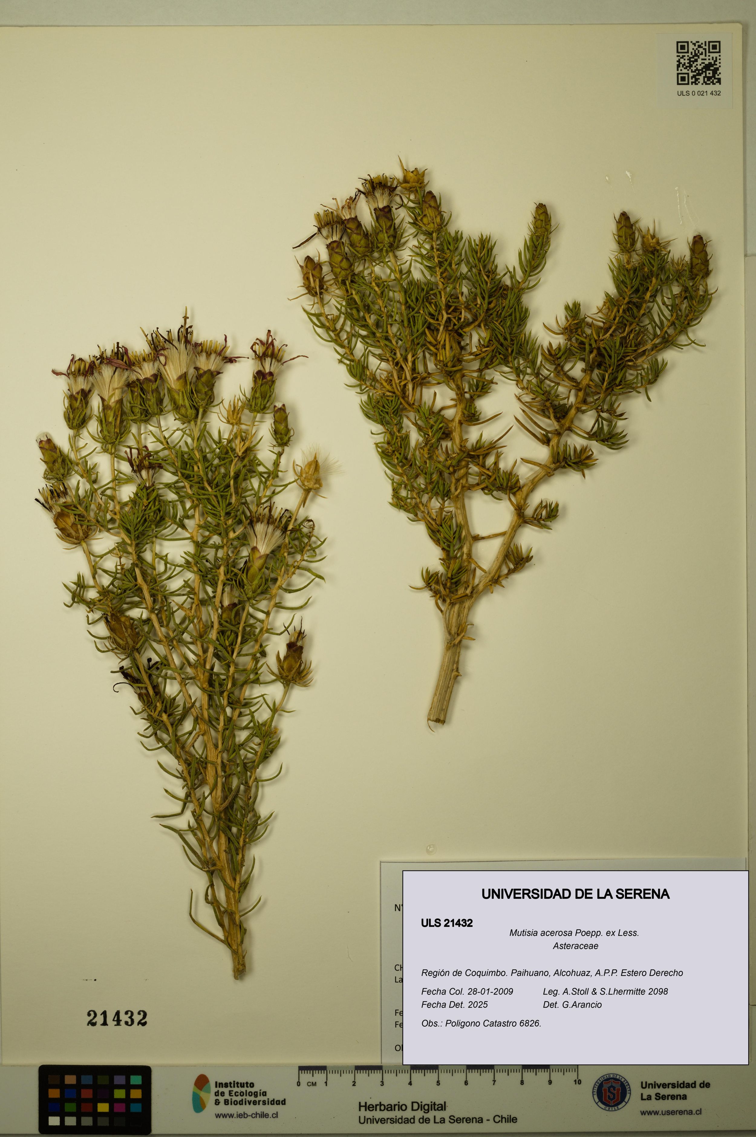 Mutisia acerosa [Espécimen: ]