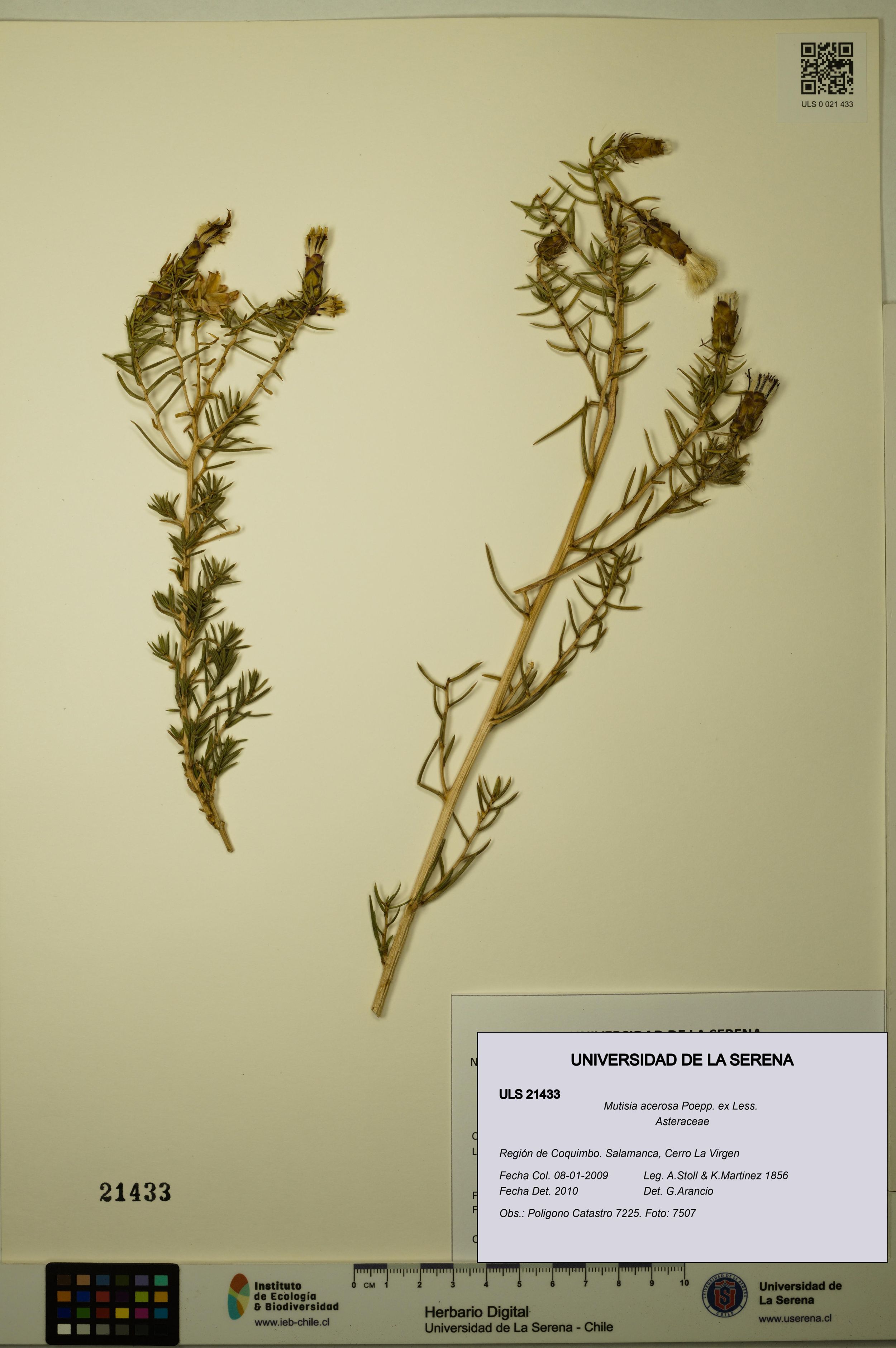 Mutisia acerosa [Espécimen: ]