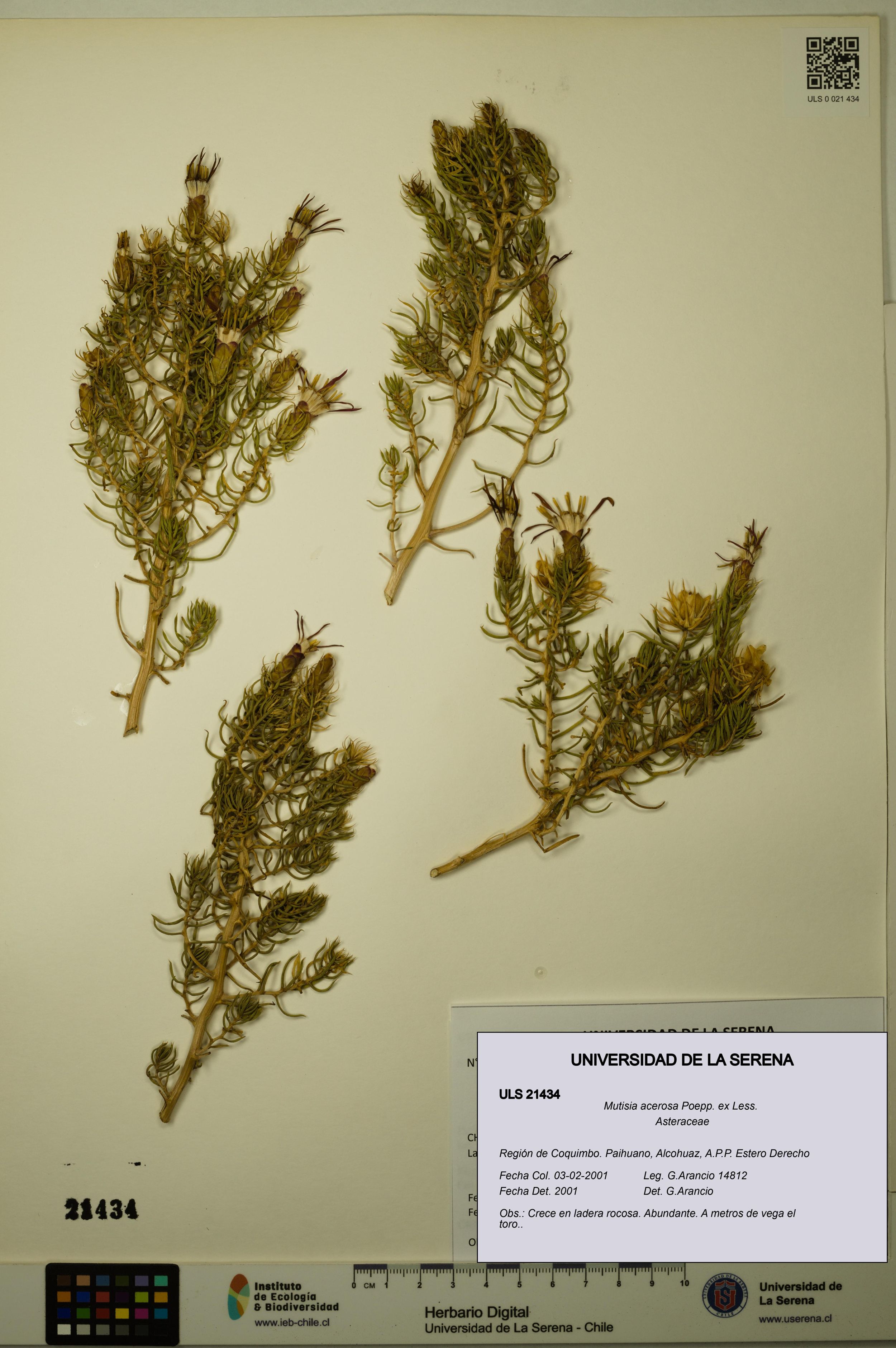 Mutisia acerosa [Espécimen: ]
