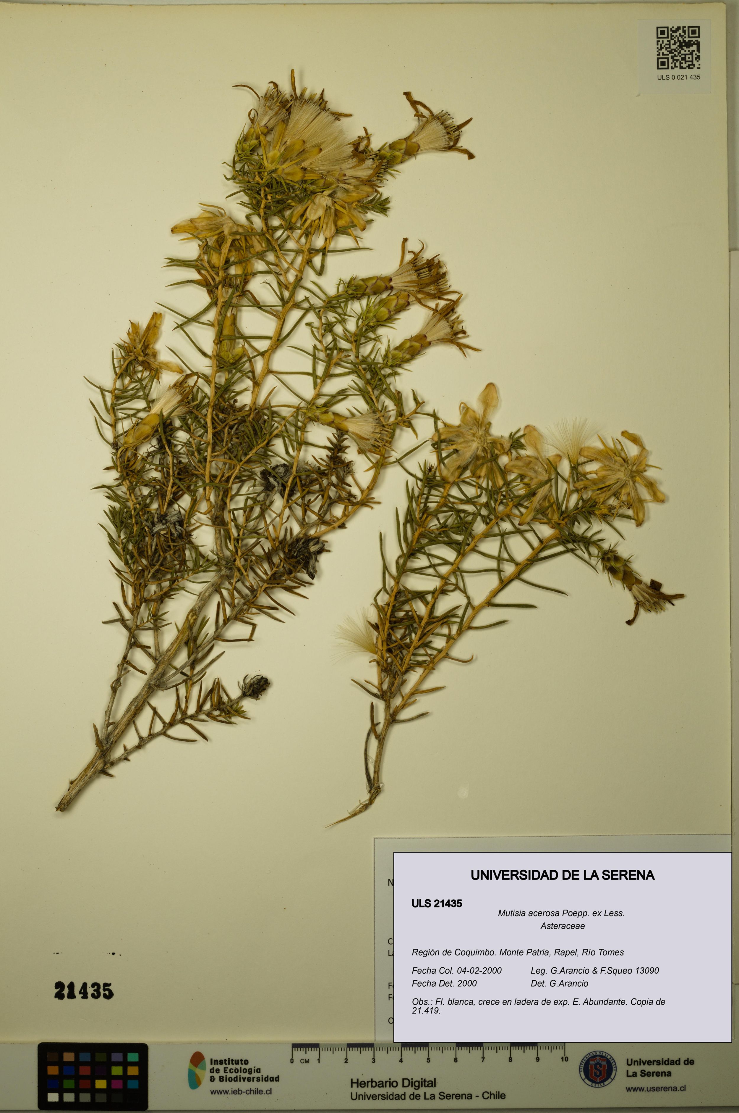 Mutisia acerosa [Espécimen: ]