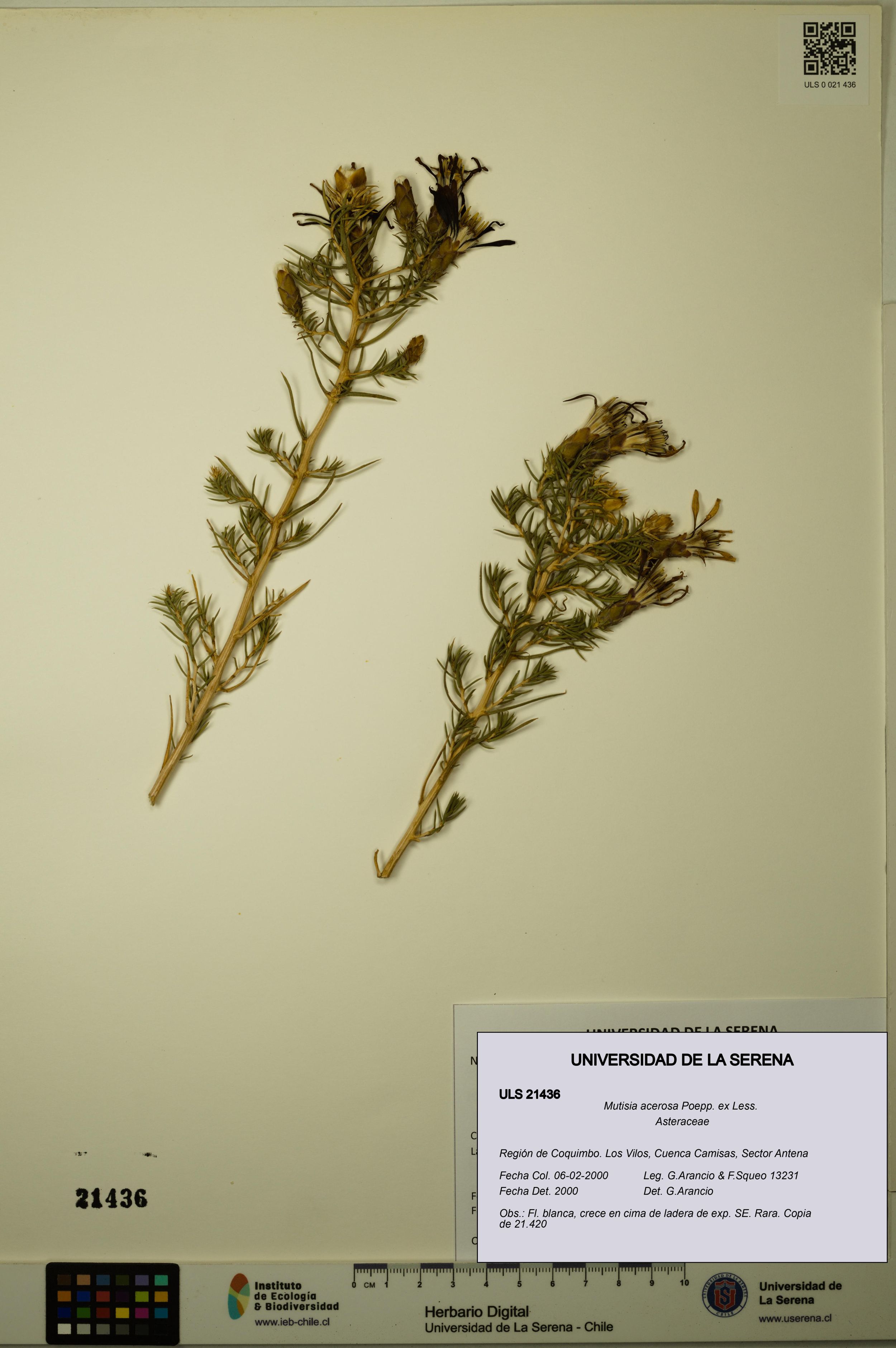 Mutisia acerosa [Espécimen: ]