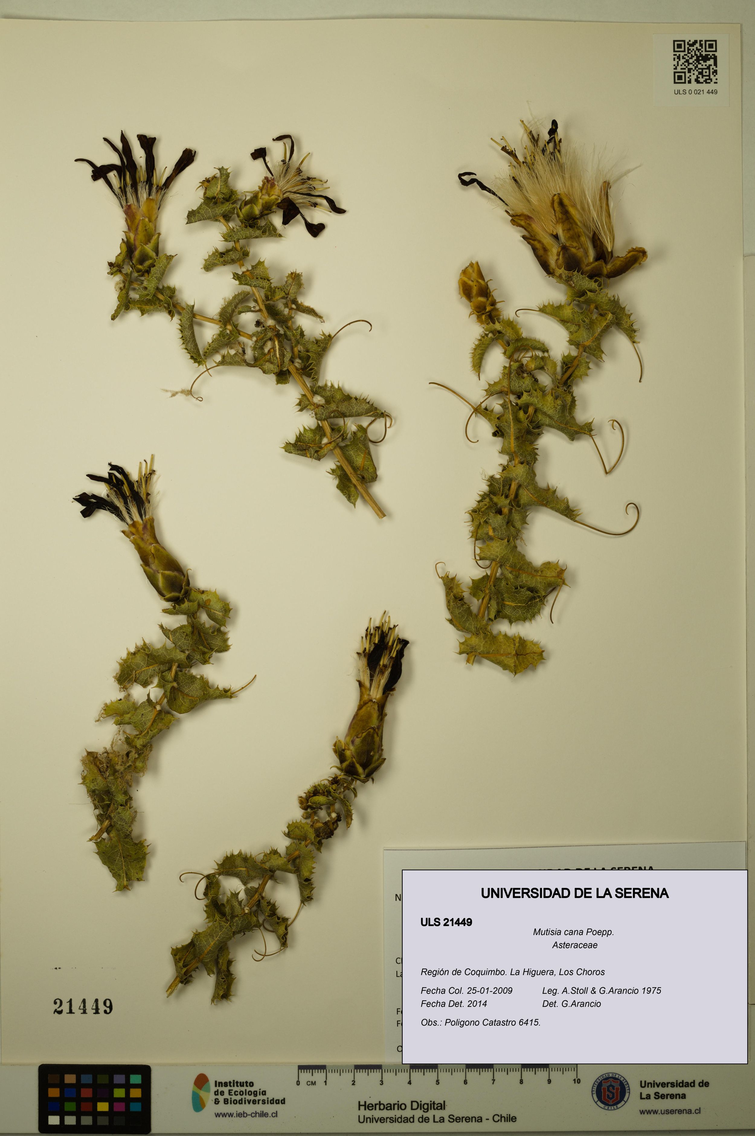 Mutisia cana [Espécimen: ]