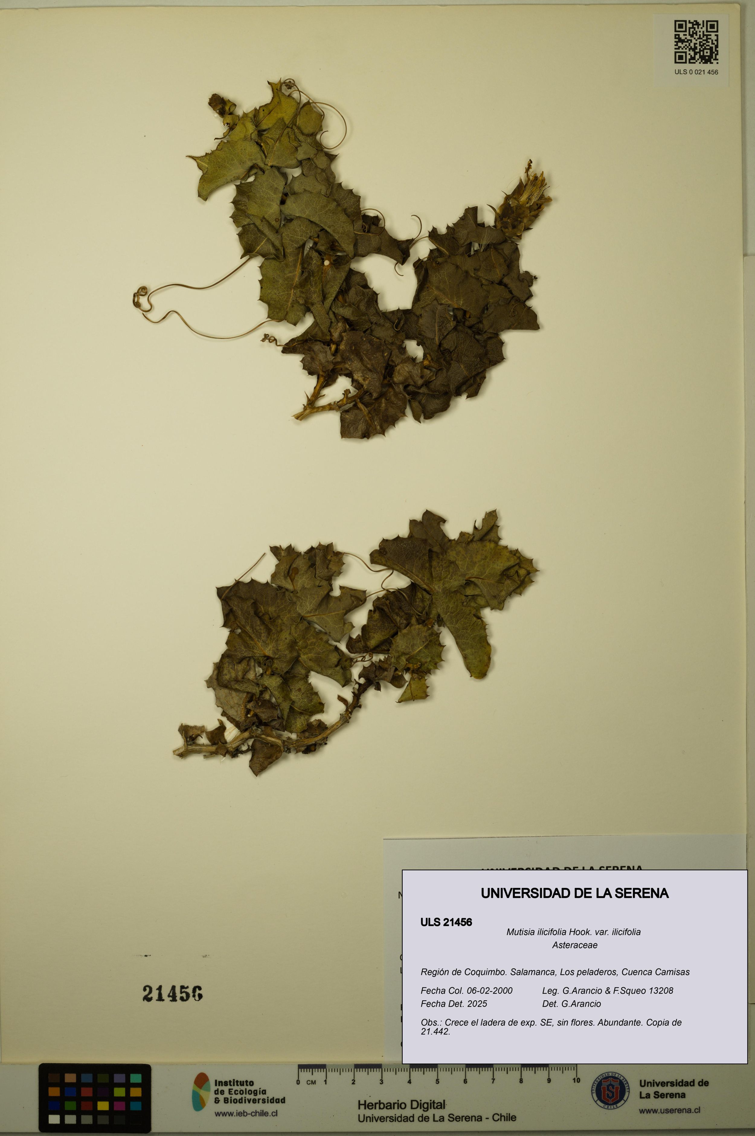 Mutisia ilicifolia var. ilicifolia [Espécimen: ]