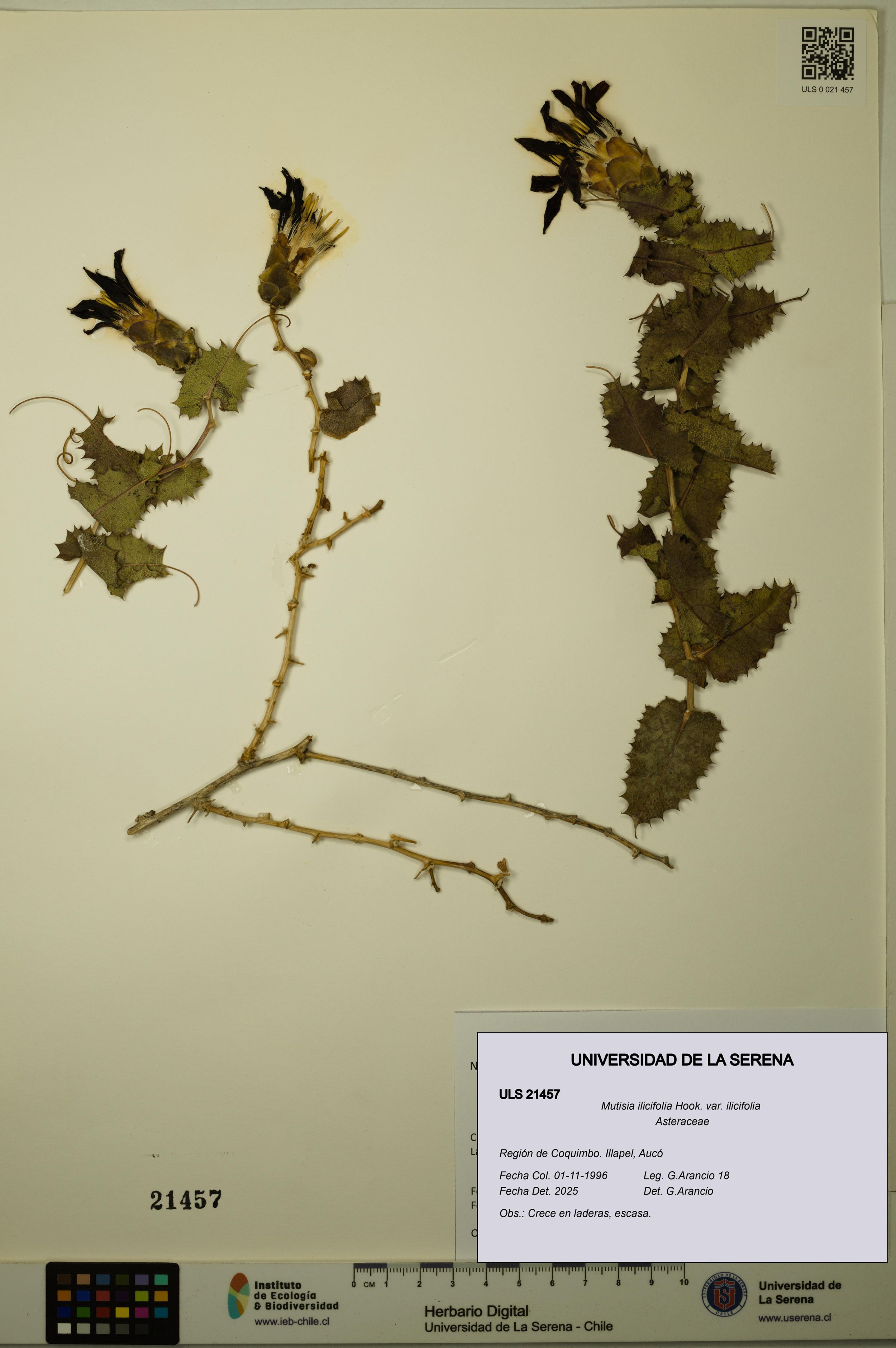 Mutisia ilicifolia var. ilicifolia [Espécimen: ]
