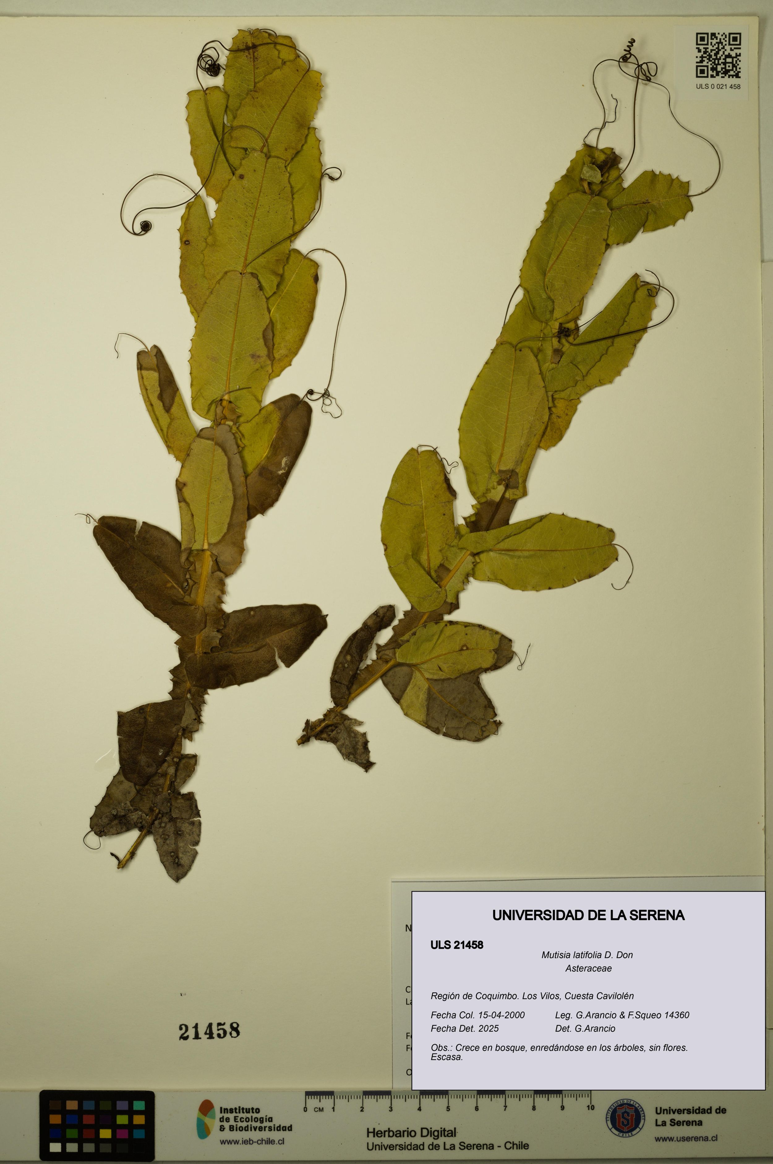 Mutisia latifolia [Espécimen: ]