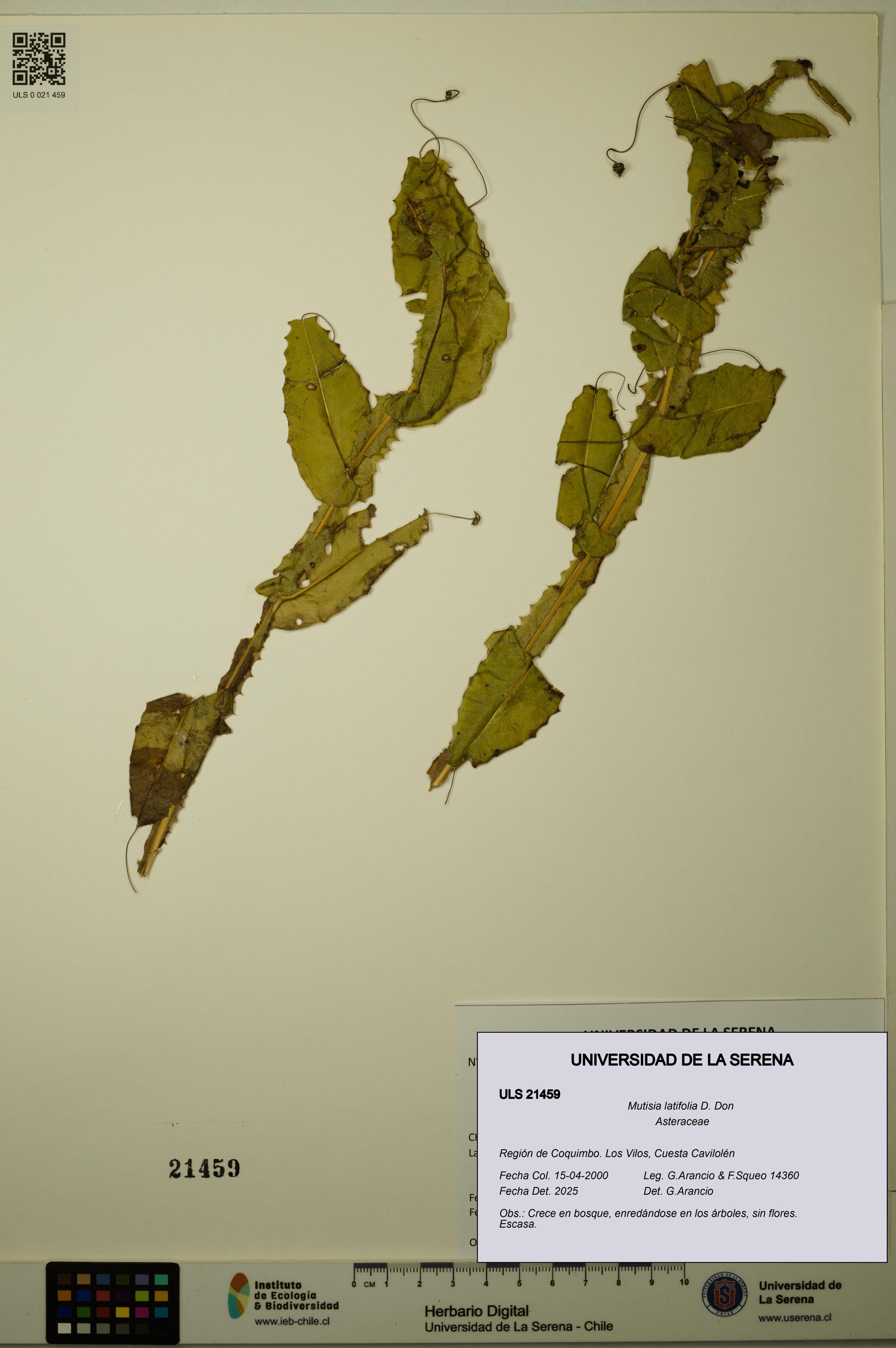 Mutisia latifolia [Espécimen: ]