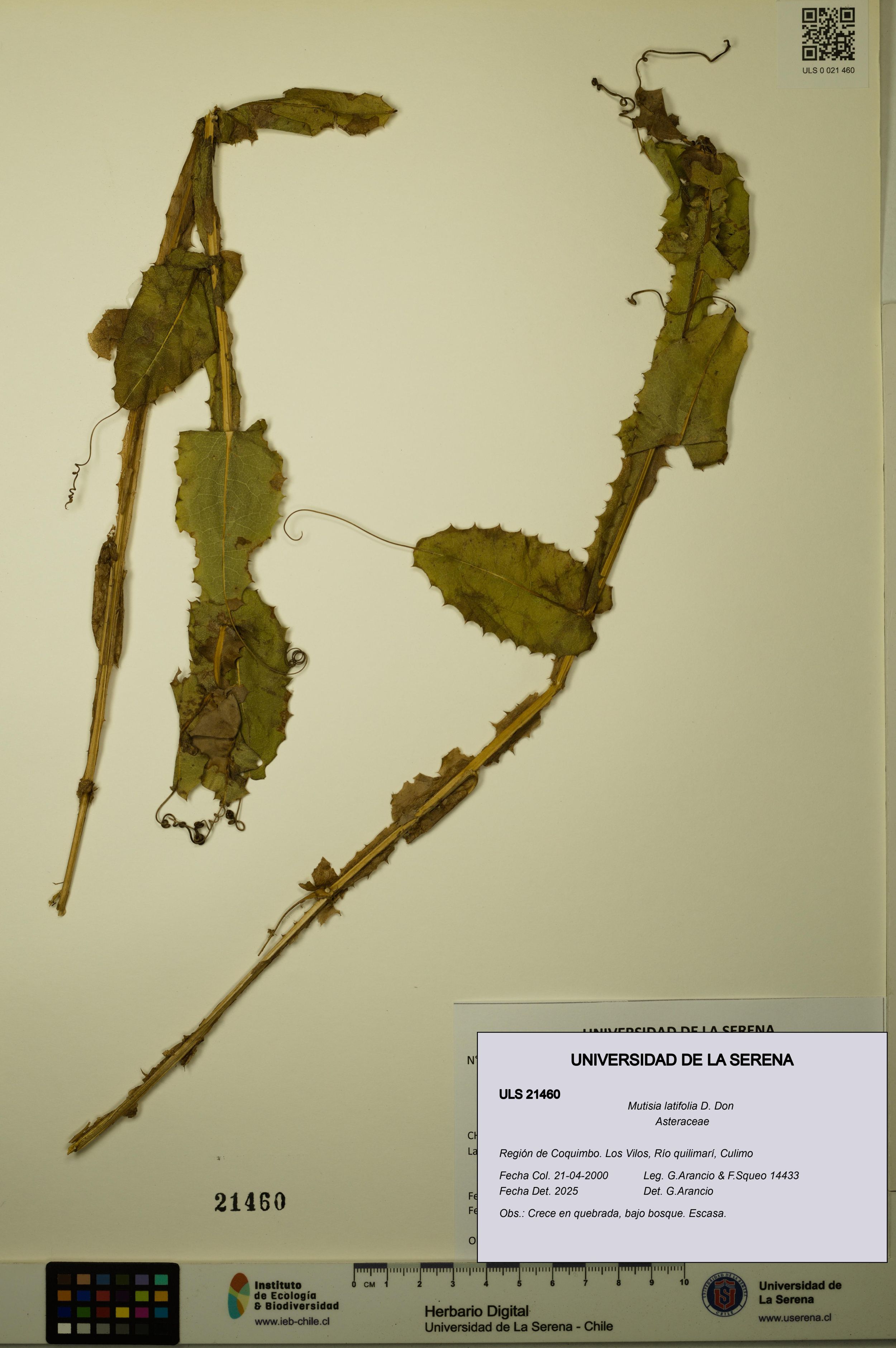Mutisia latifolia [Espécimen: ]