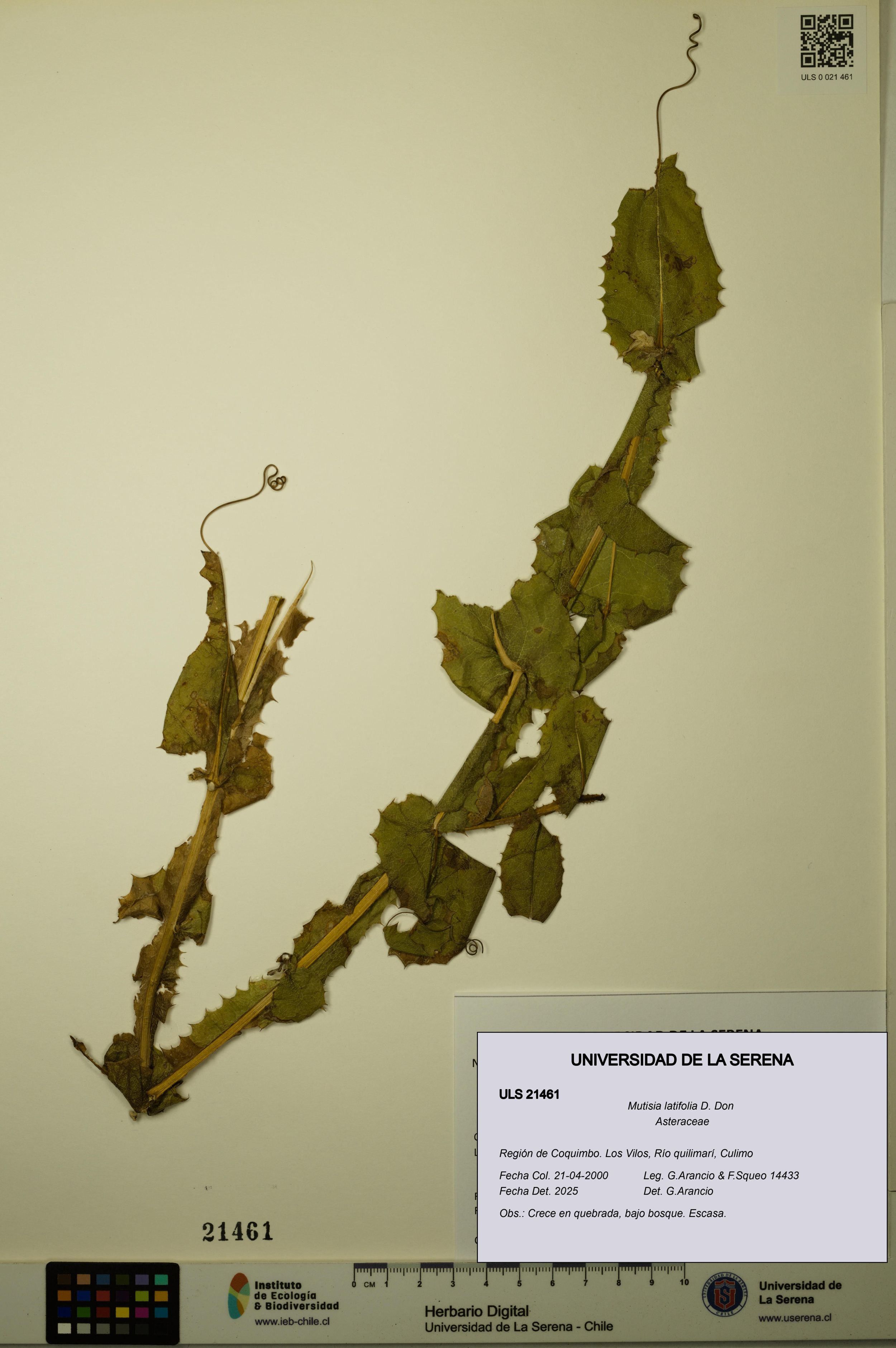 Mutisia latifolia [Espécimen: ]