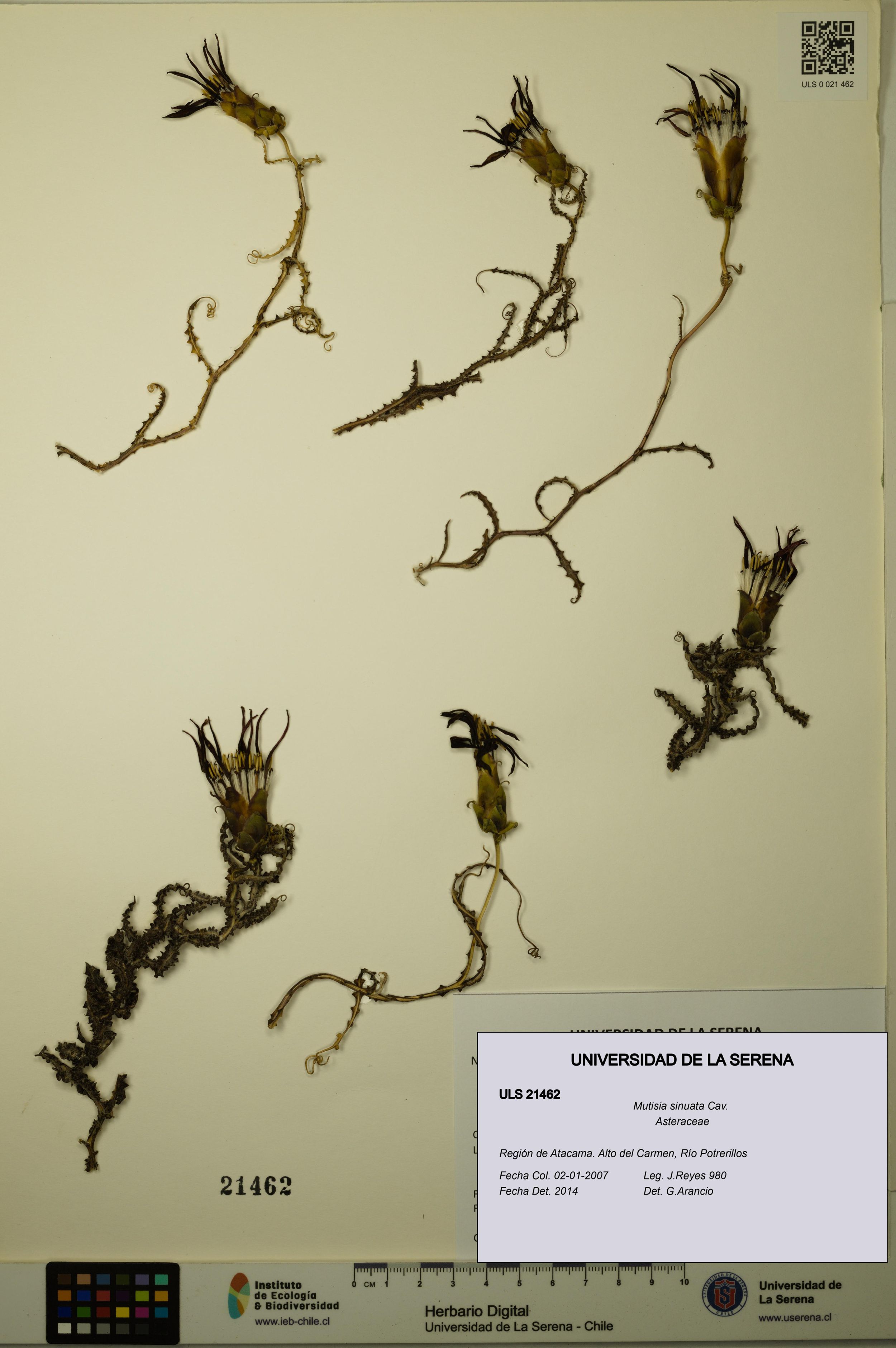 Mutisia sinuata [Espécimen: ]
