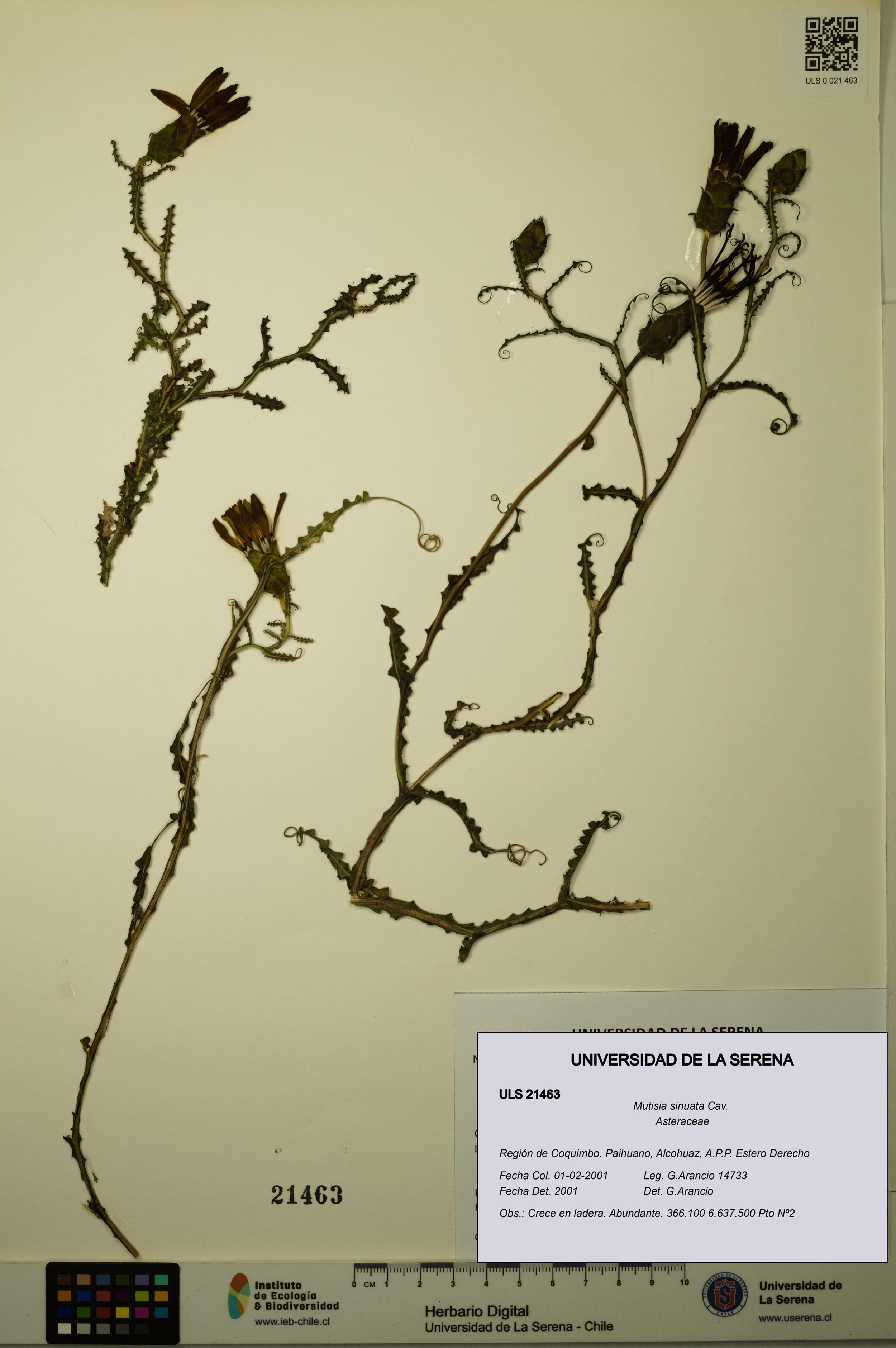 Mutisia sinuata [Espécimen: ]