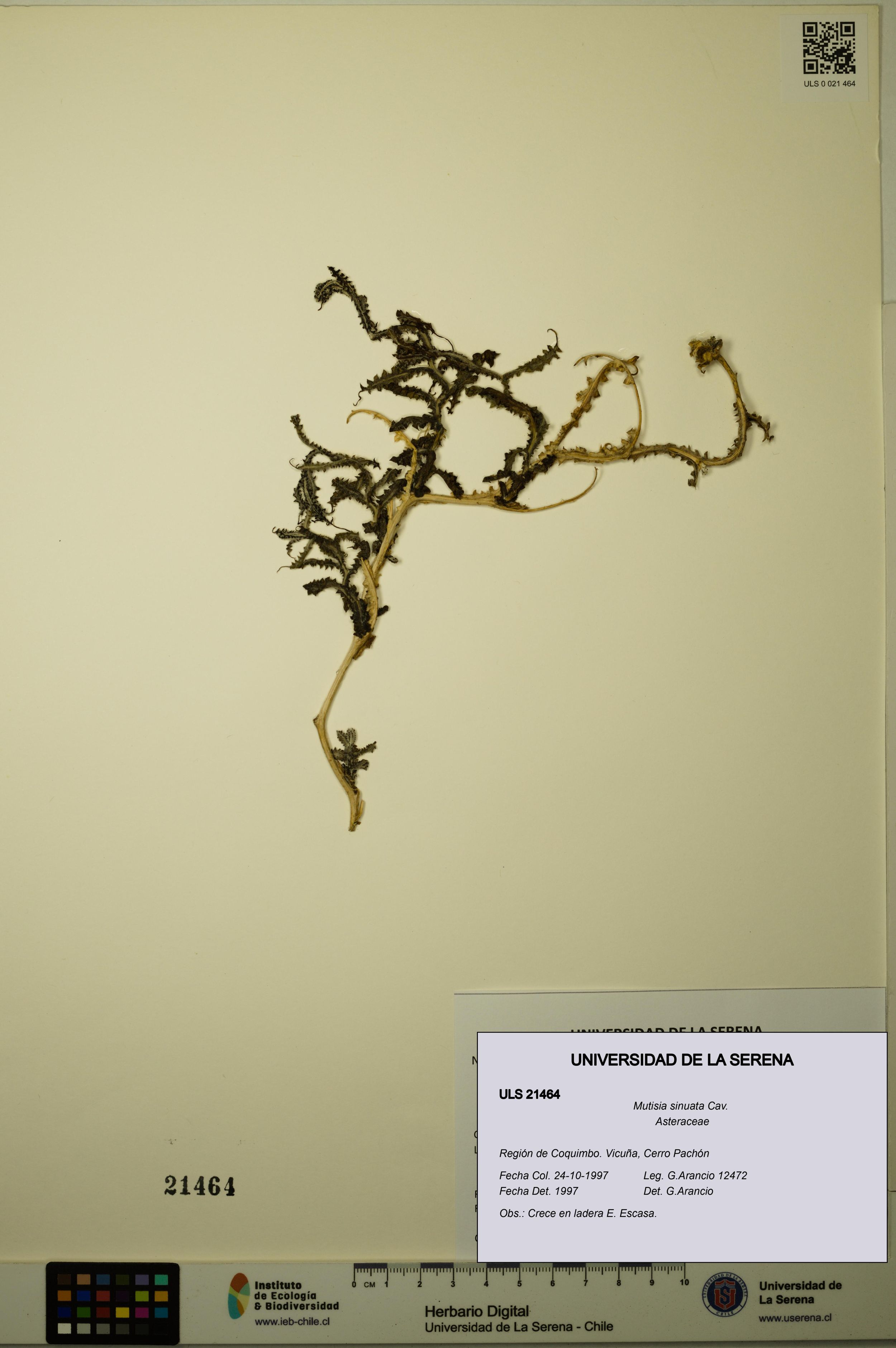 Mutisia sinuata [Espécimen: ]