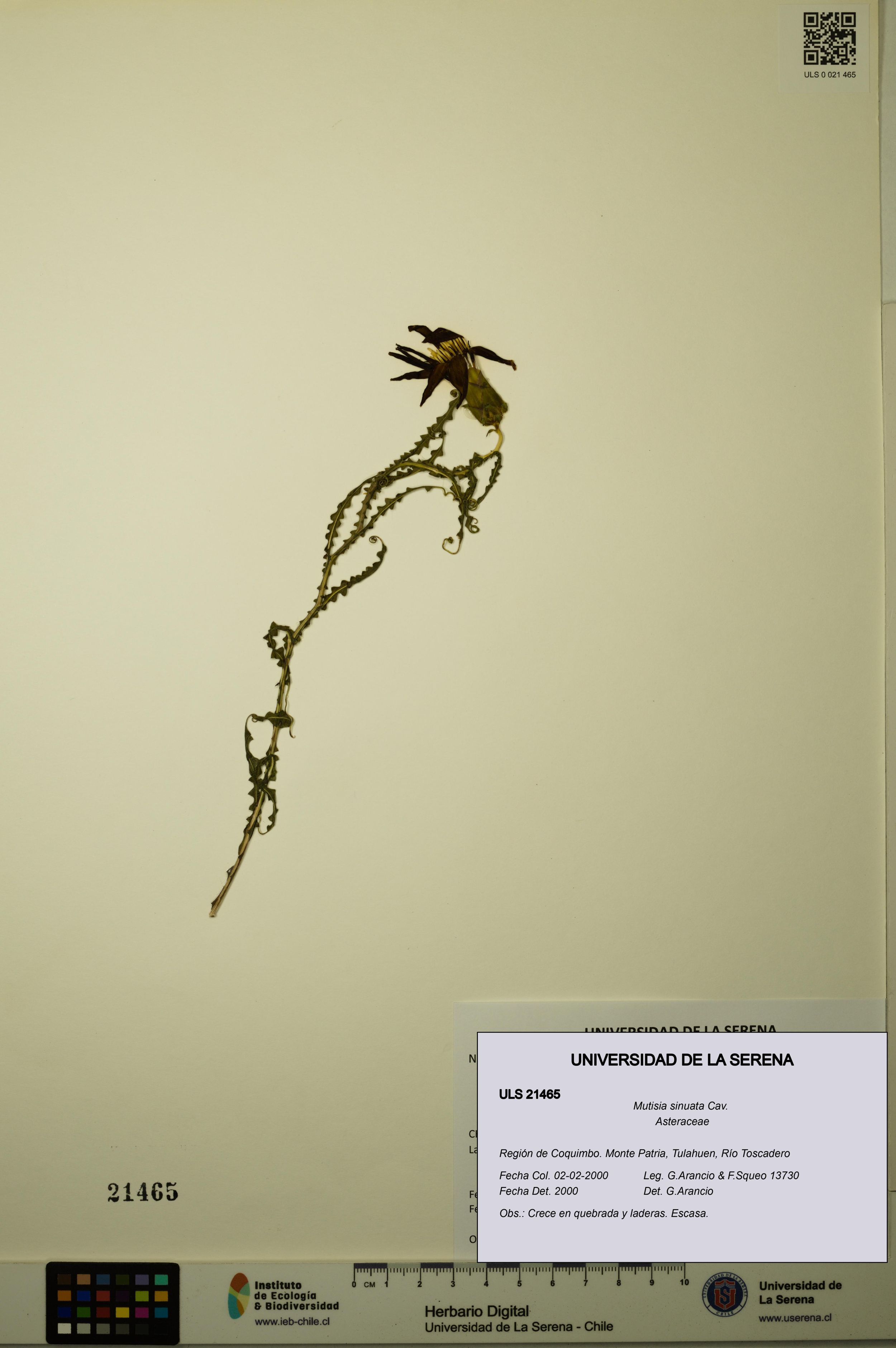 Mutisia sinuata [Espécimen: ]