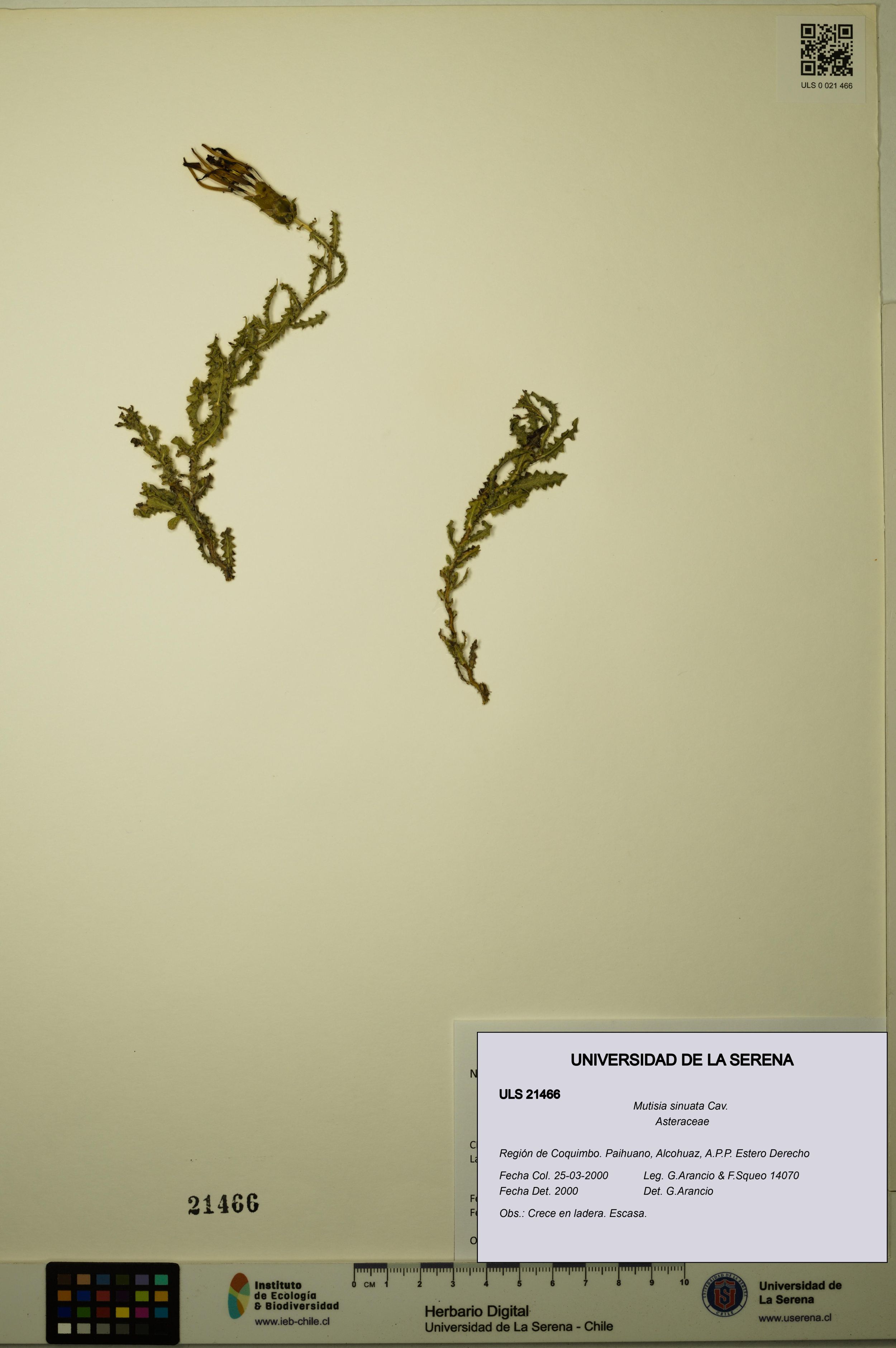 Mutisia sinuata [Espécimen: ]