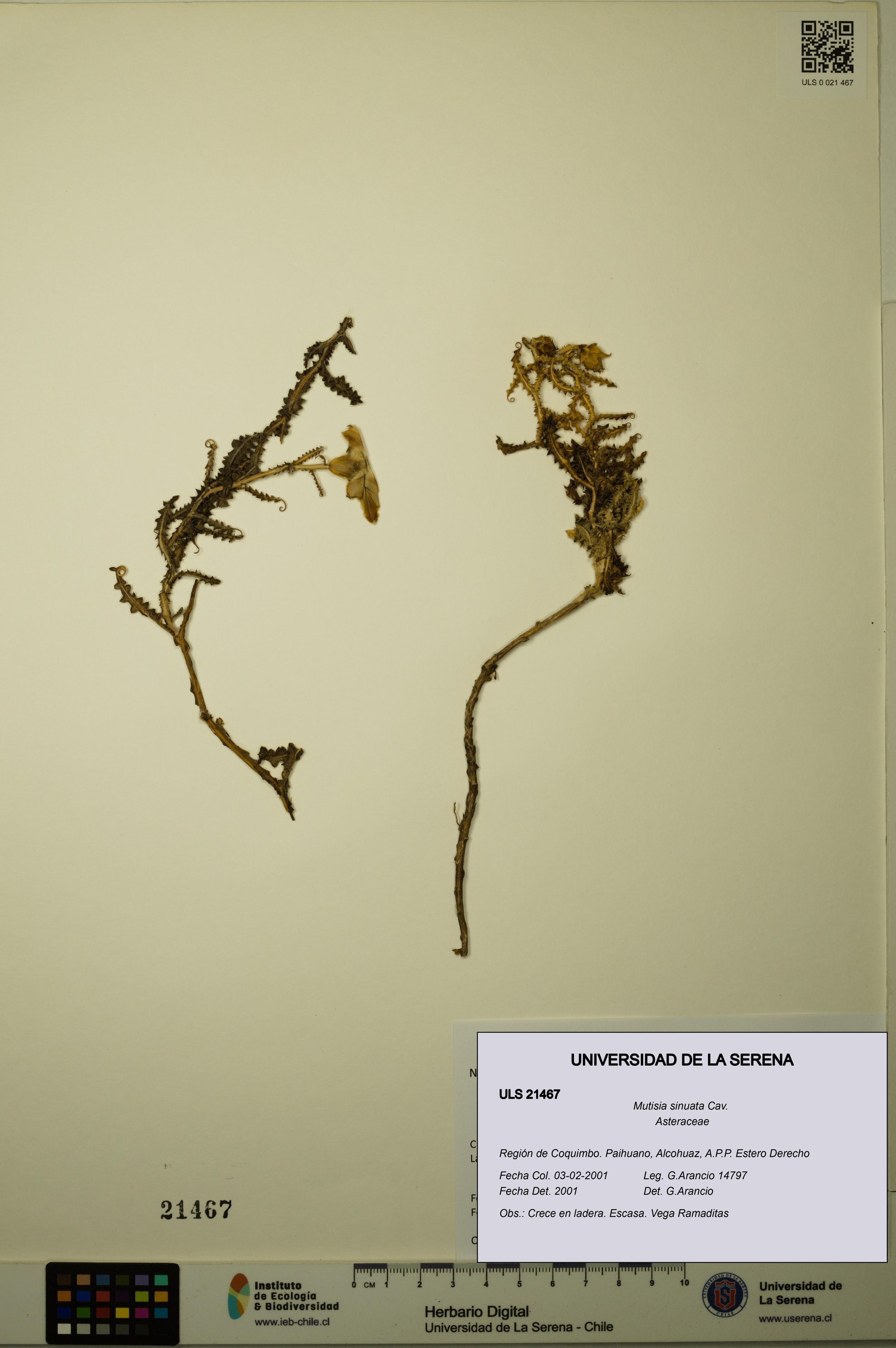 Mutisia sinuata [Espécimen: ]