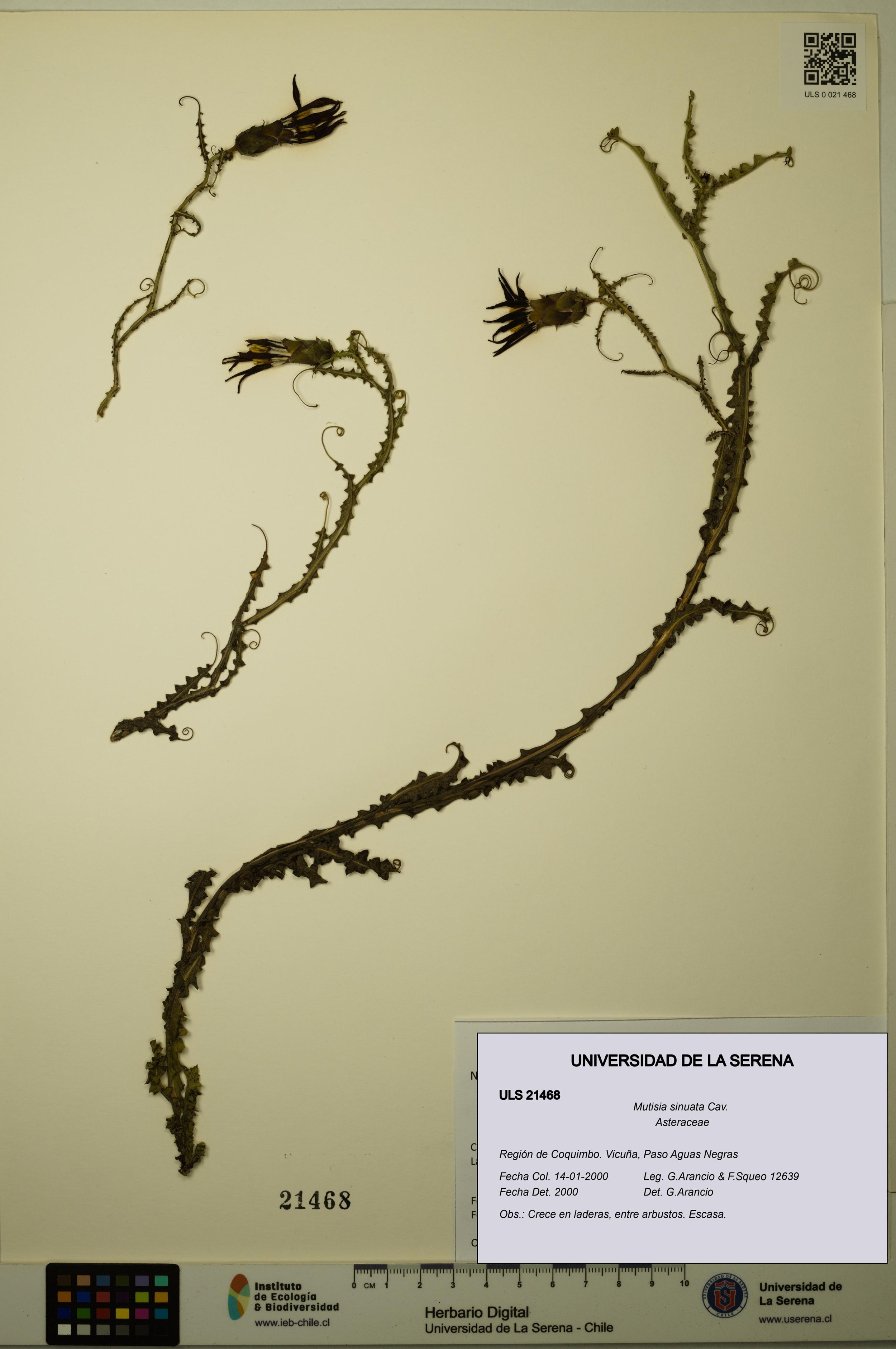 Mutisia sinuata [Espécimen: ]