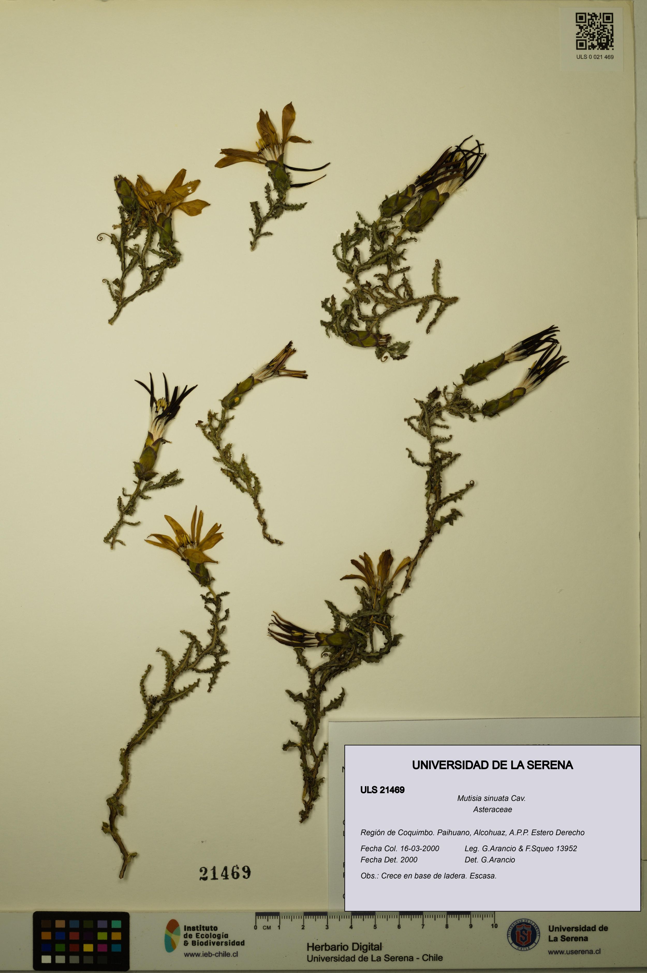 Mutisia sinuata [Espécimen: ]