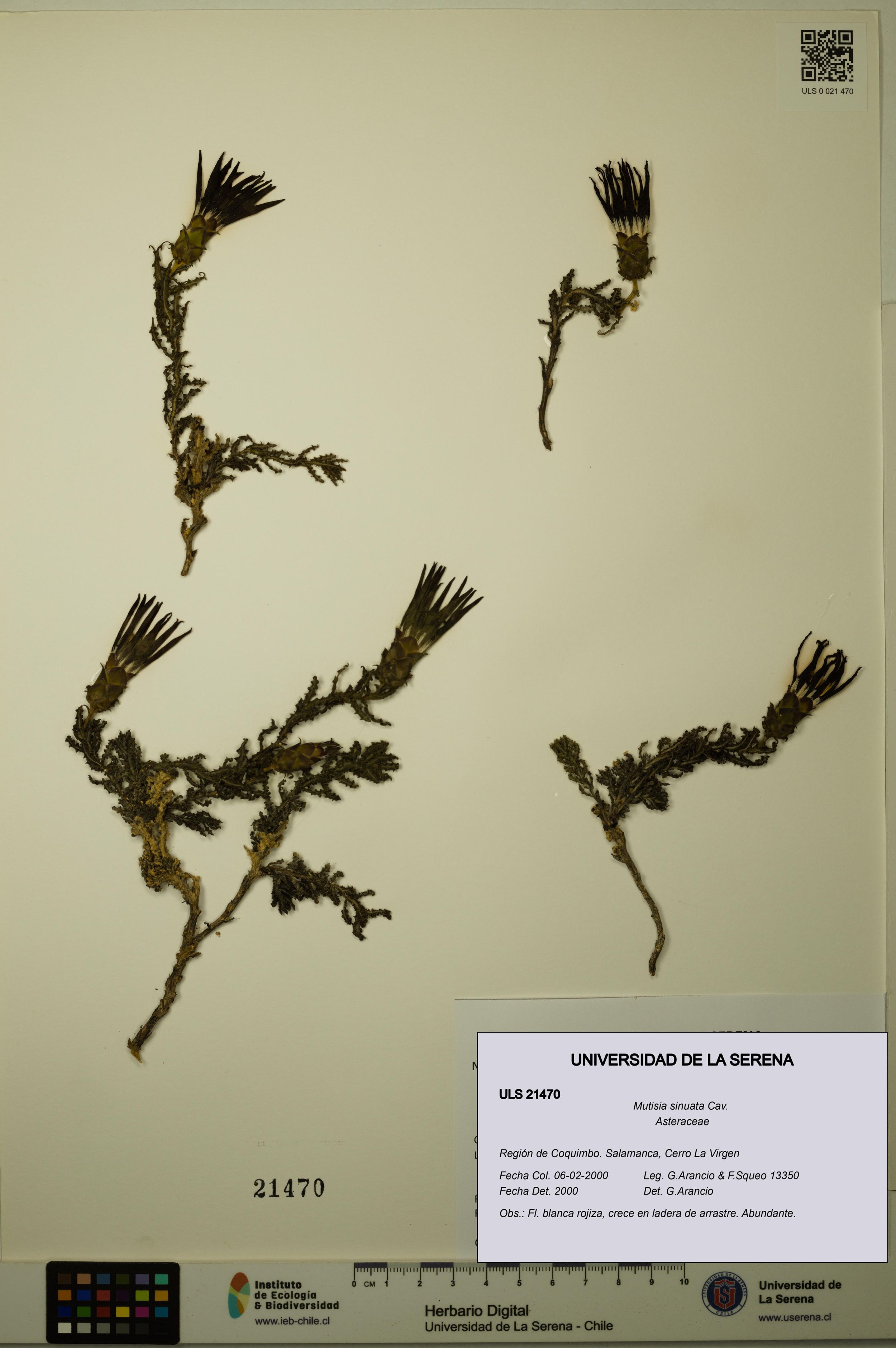 Mutisia sinuata [Espécimen: ]