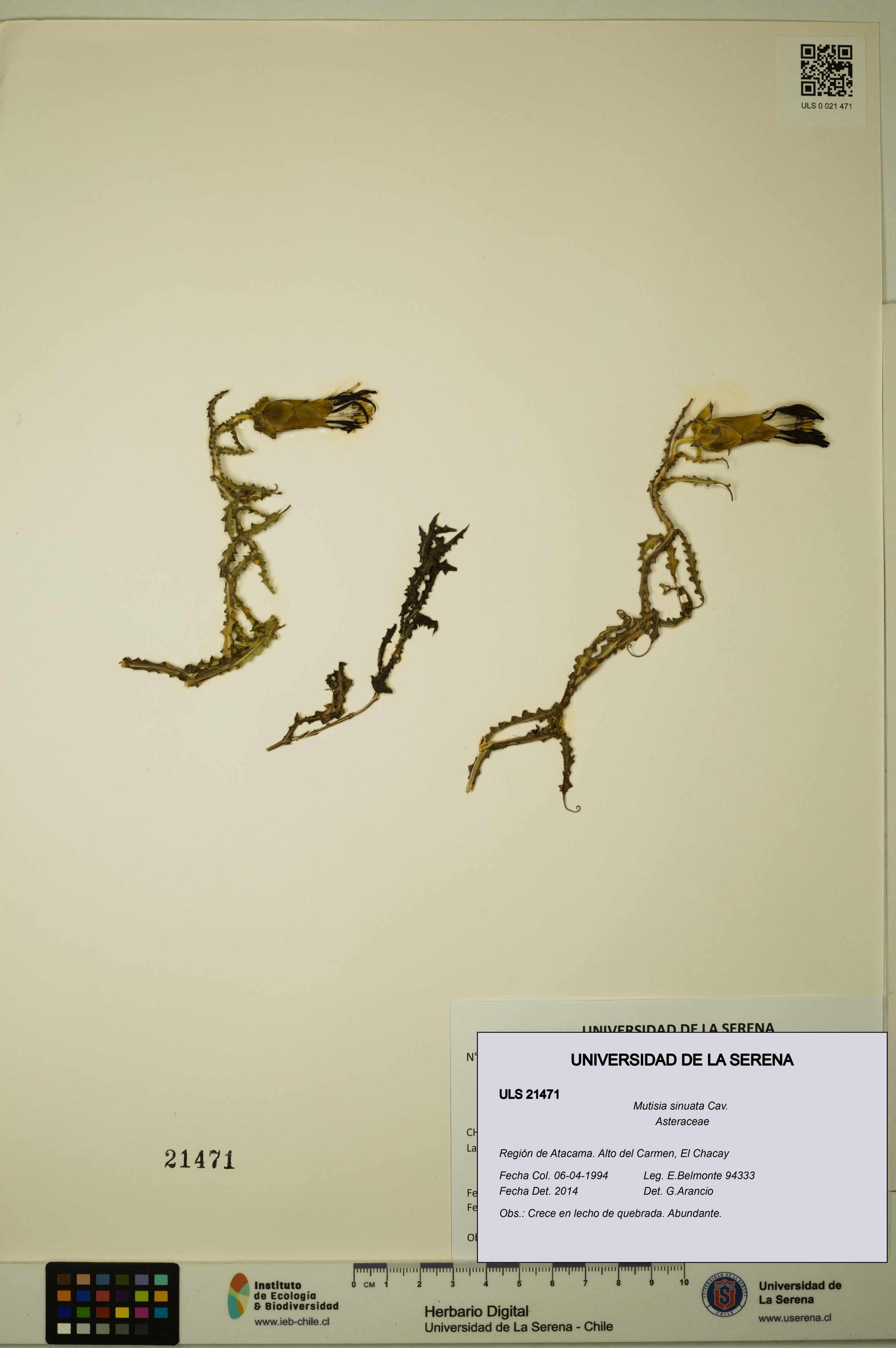 Mutisia sinuata [Espécimen: ]