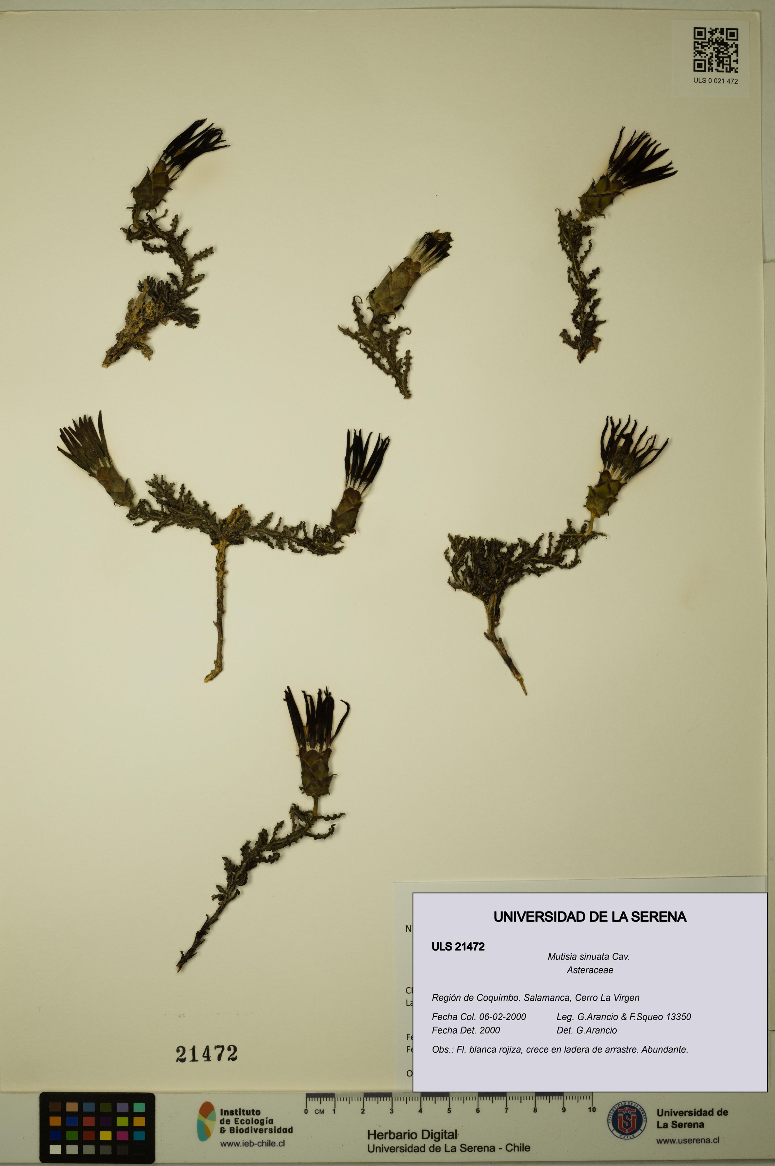 Mutisia sinuata [Espécimen: ]