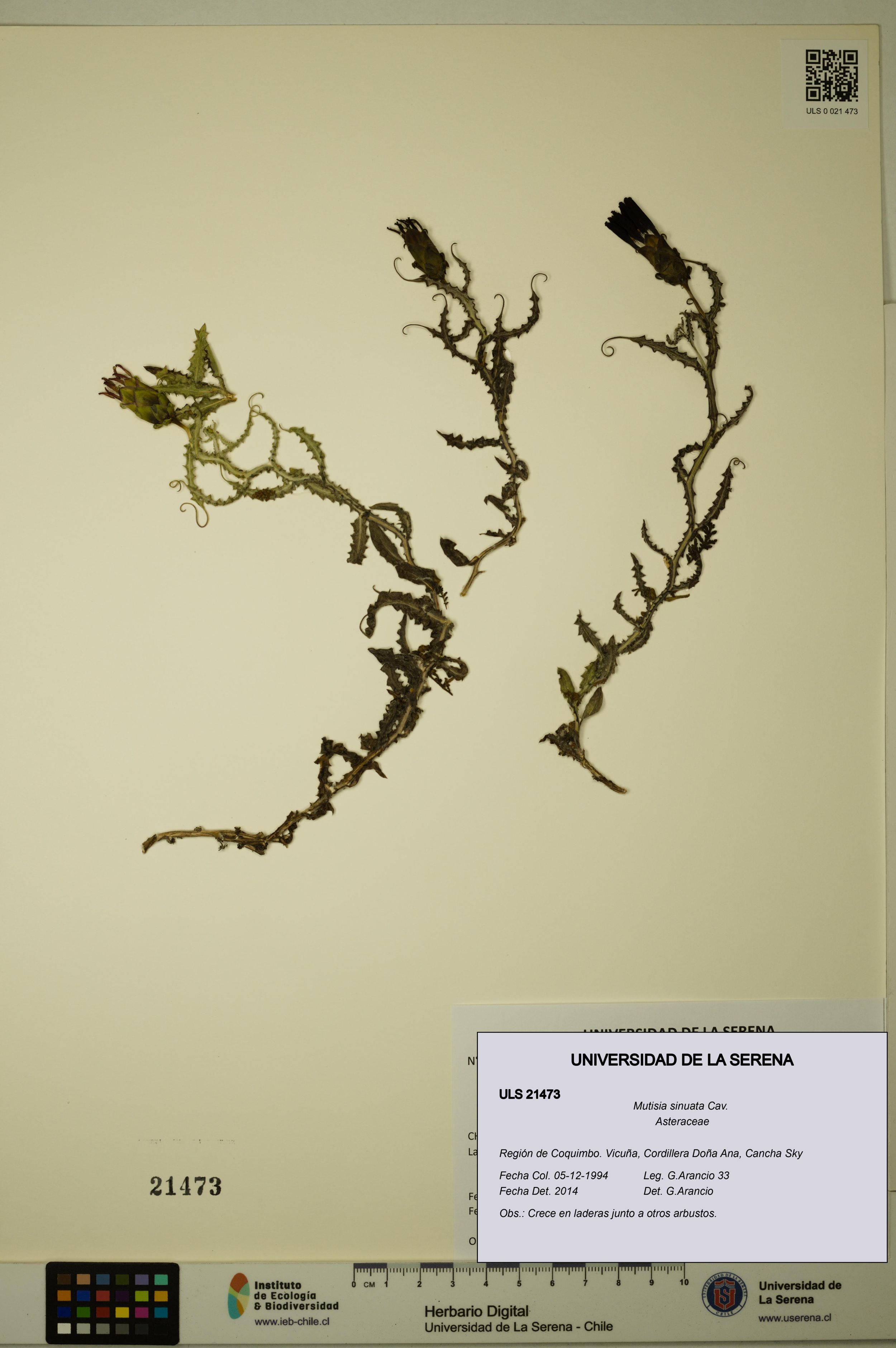 Mutisia sinuata [Espécimen: ]